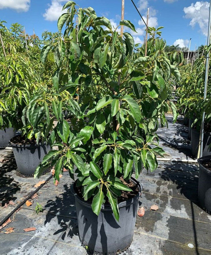 A young potted Hass Avocado Fruit Tree featuring a dense canopy of lush green leaves, growing in a black nursery pot
