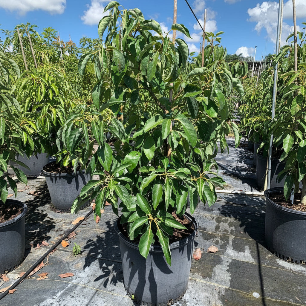 A young potted Avocado Fruit Tree featuring a dense canopy of lush green leaves, growing in a black nursery pot