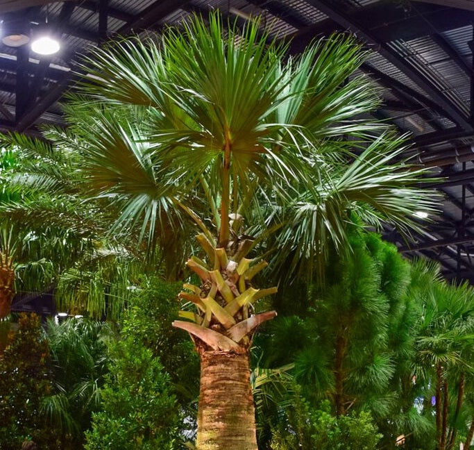 rica palm plant Puerto Rican Hat Palm