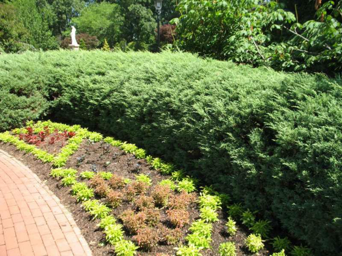 A large, low-growing evergreen shrub with dense, silvery-green foliage spreading across a grassy landscaped area next to a paved road