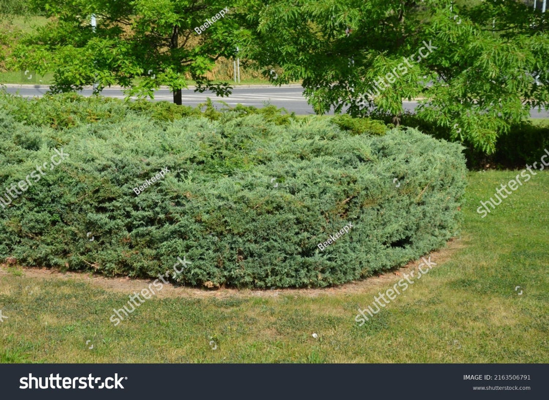 A large, low-growing evergreen shrub with dense, silvery-green foliage spreading across a grassy landscaped area next to a paved road