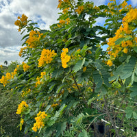 Cassia Senna Surattensis Polyphylla Tree