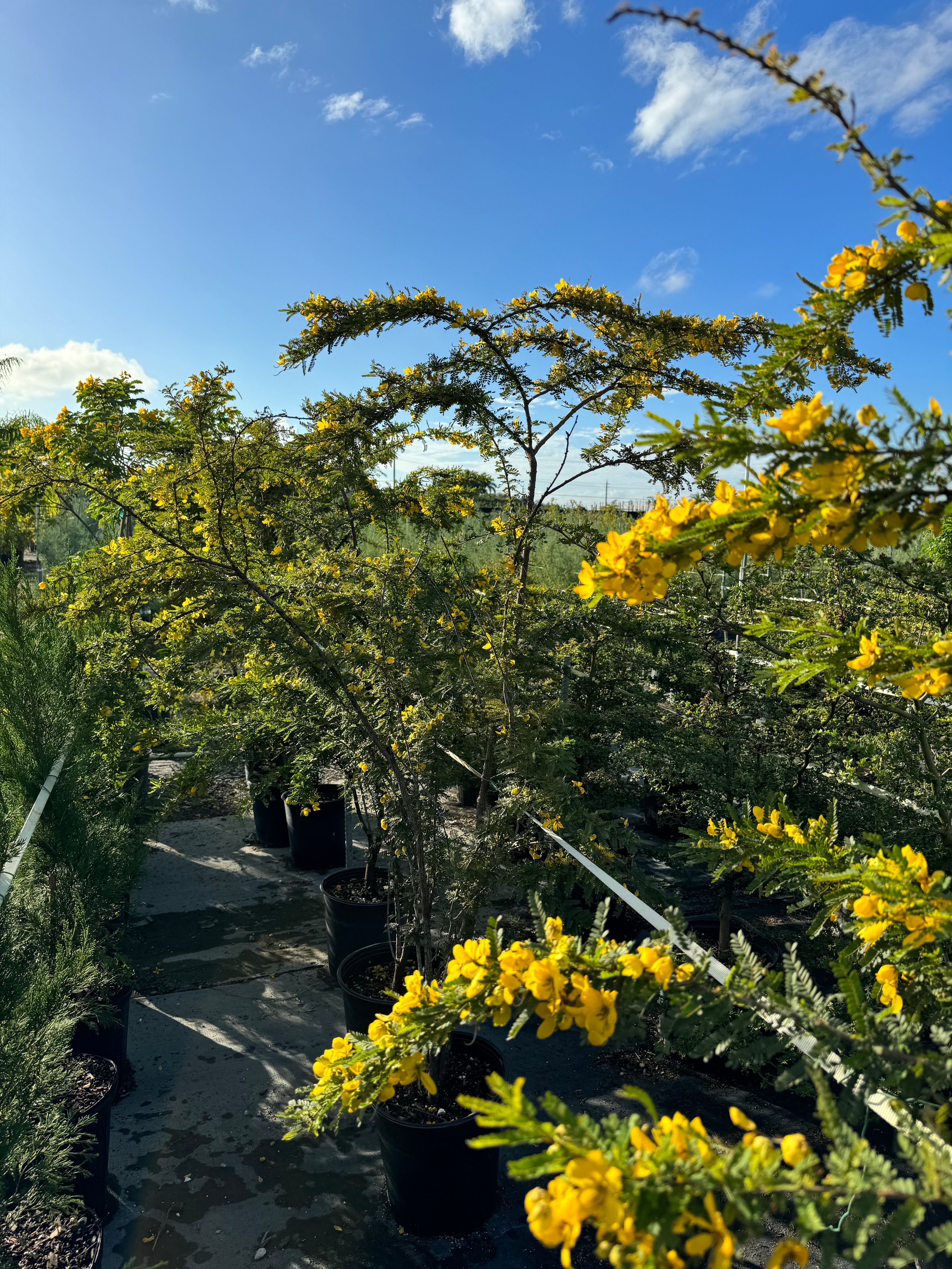 Desert Cassia Senna Polyphylla Tree