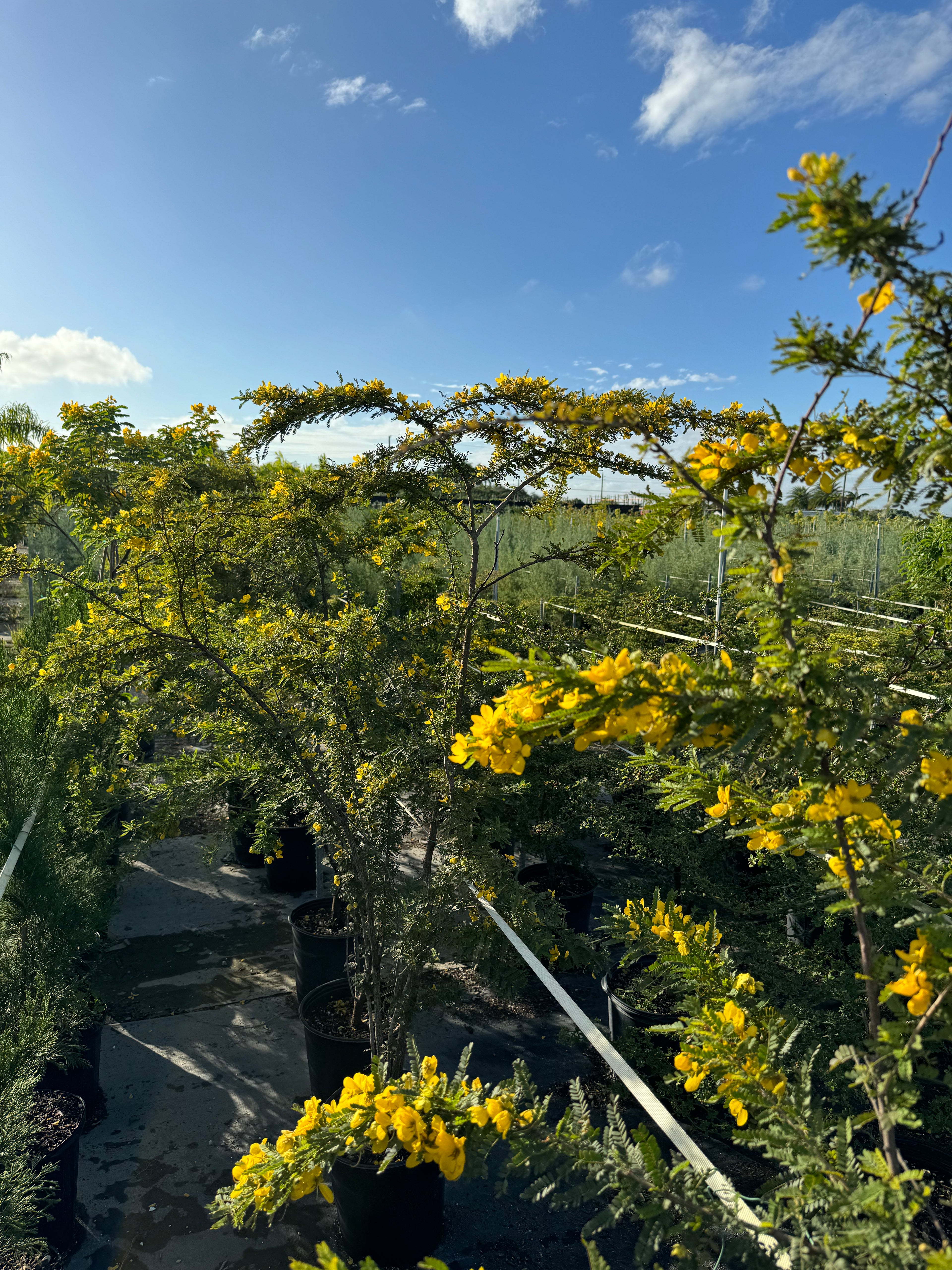outside view of Desert Cassia Senna Polyphylla Tree
