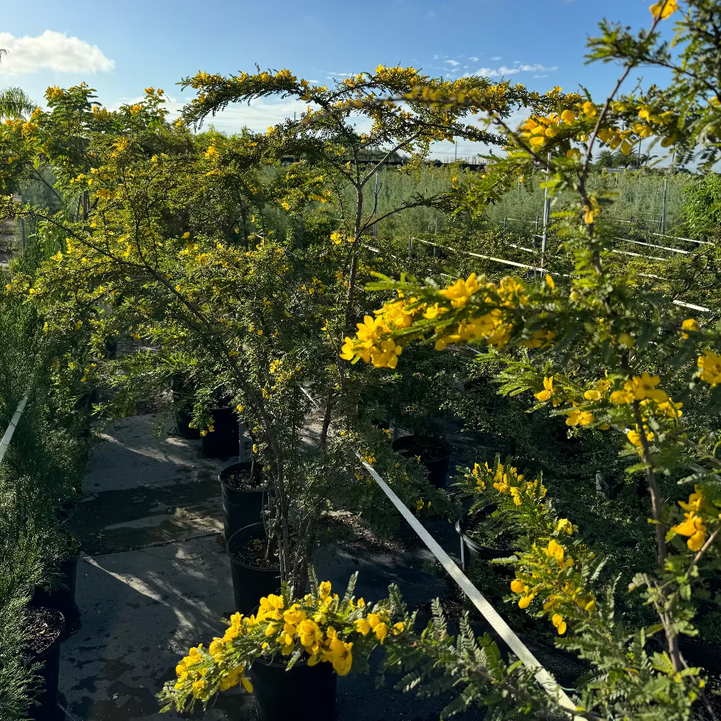 outside view of Desert Cassia Senna Polyphylla Tree