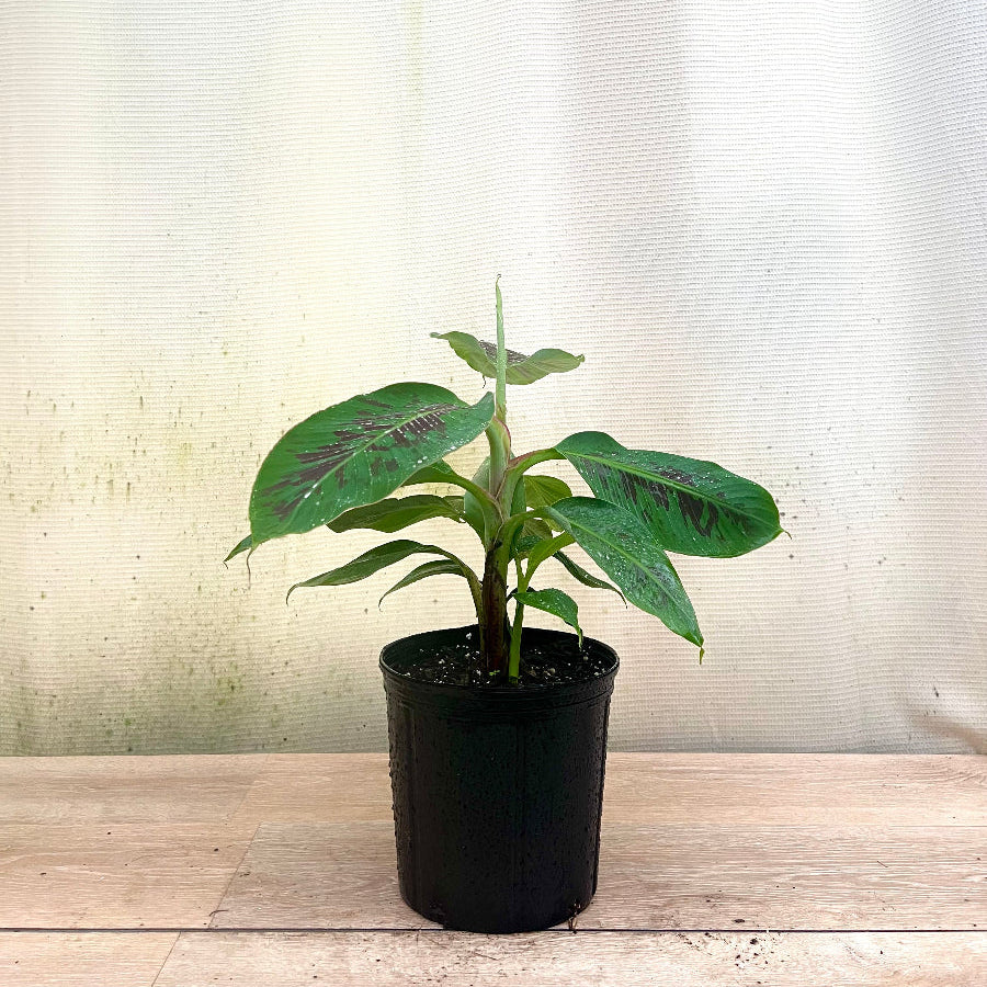 A young potted Dwarf Cavendish Banana Fruit Tree featuring bright green leaves