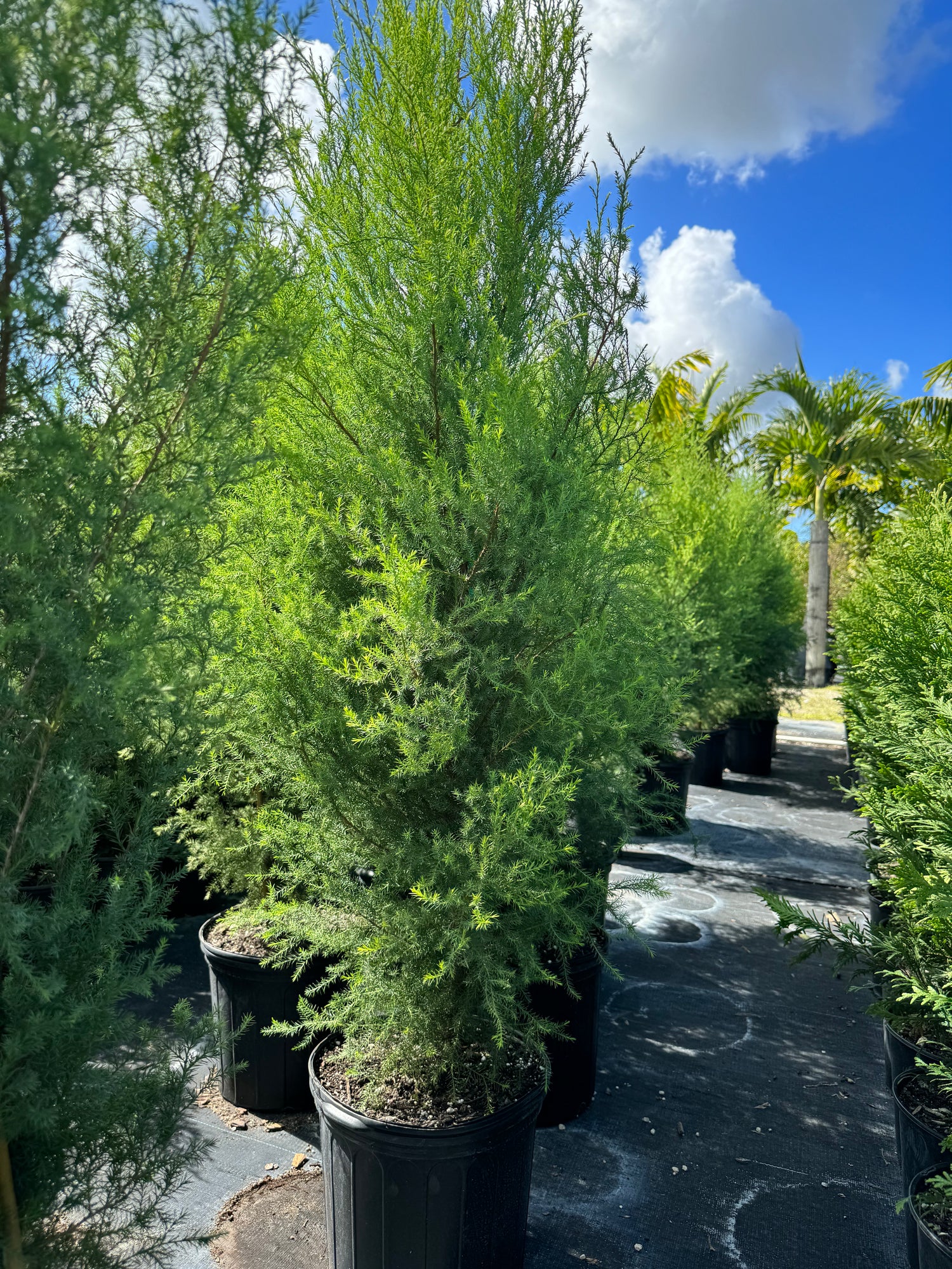 Southern Red Cedar, Juniperus silicicola