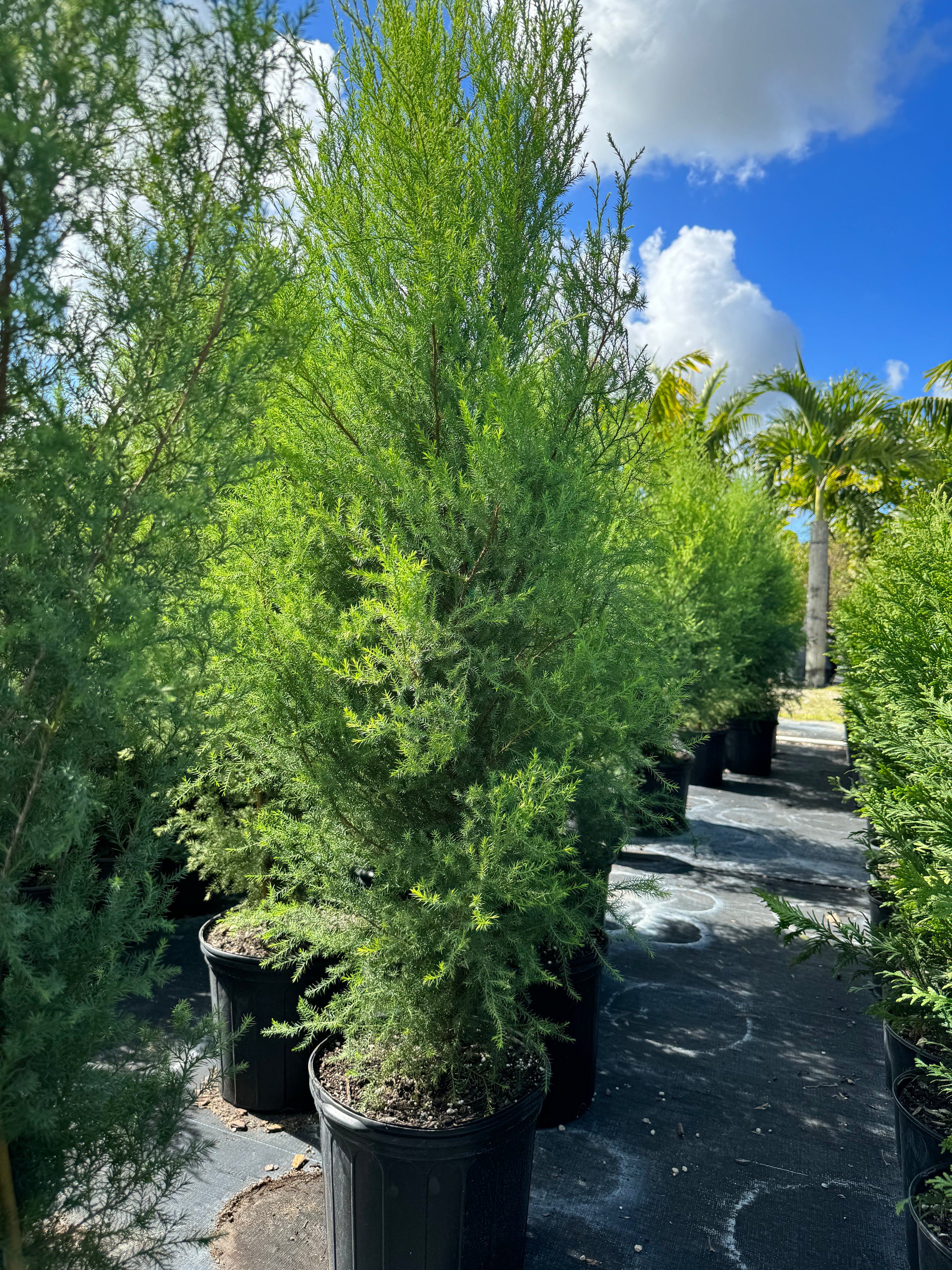Southern Red Cedar, Juniperus silicicola
