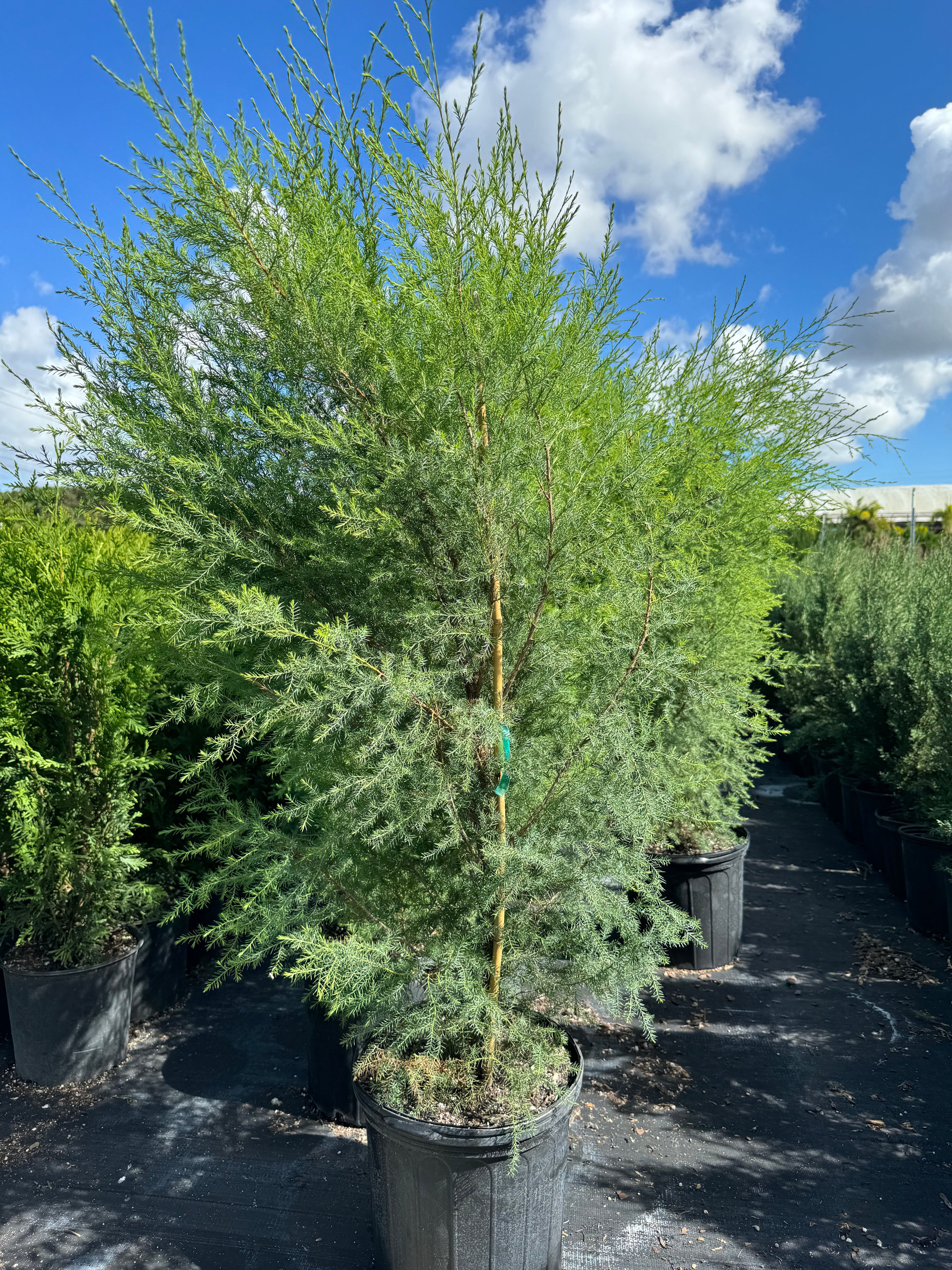 Southern Red Cedar, Juniperus silicicola outside in a pot