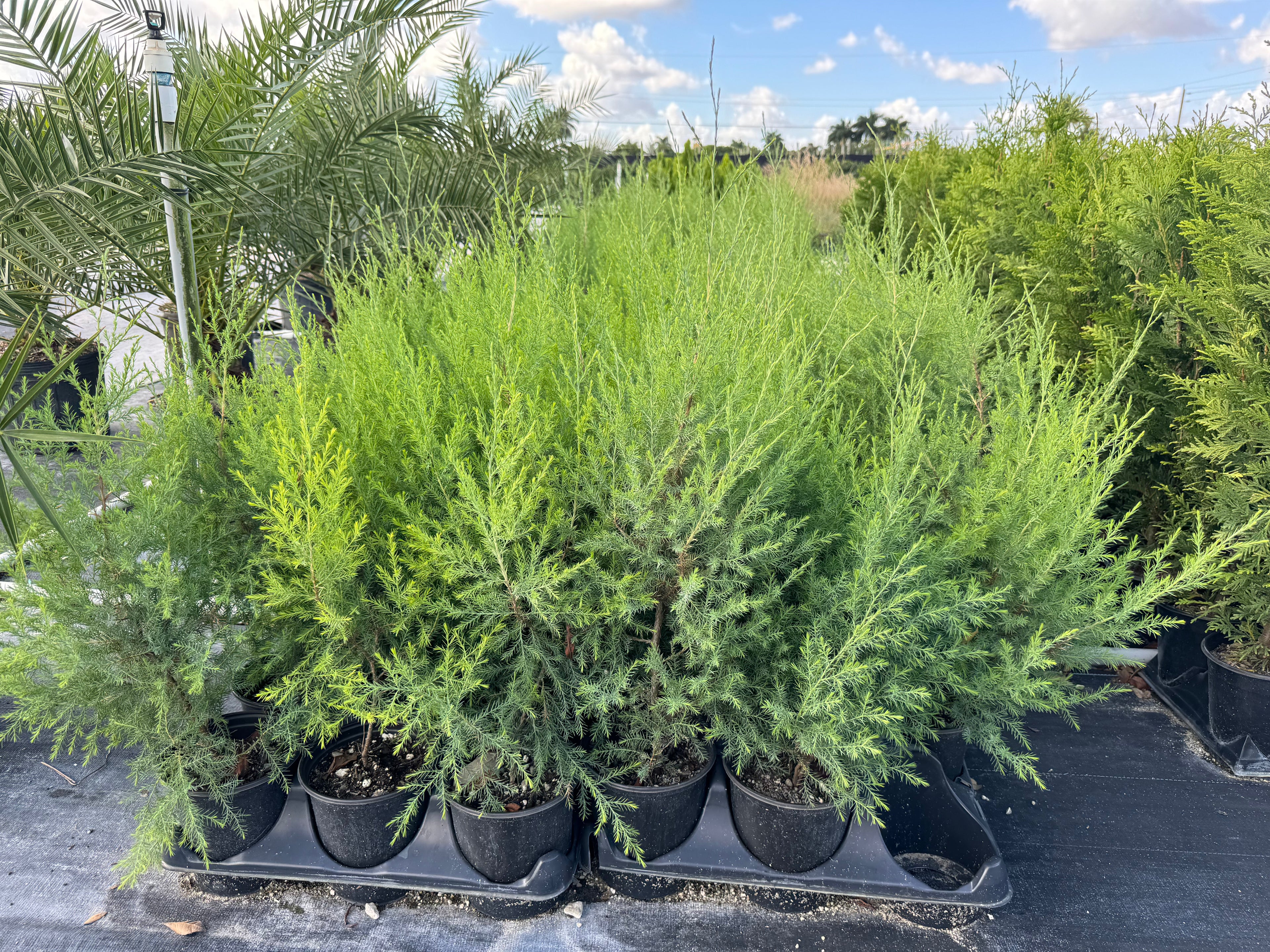 Southern Red Cedar, Juniperus silicicola