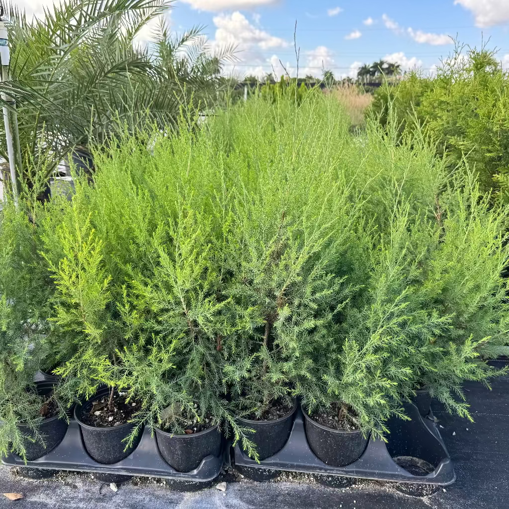 Southern Red Cedar, Juniperus silicicola