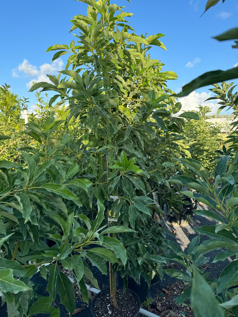 Persea americana fruit trees in a nursery