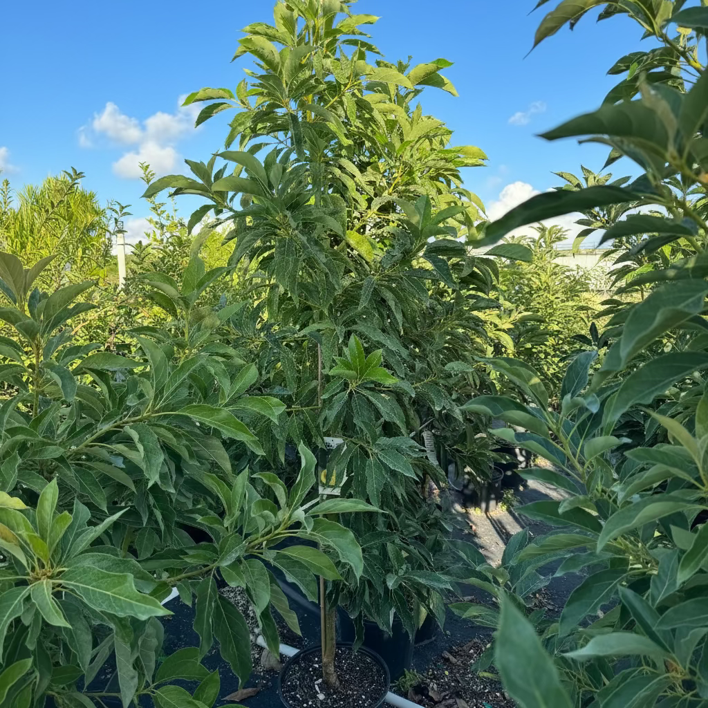 Persea americana fruit trees in a nursery