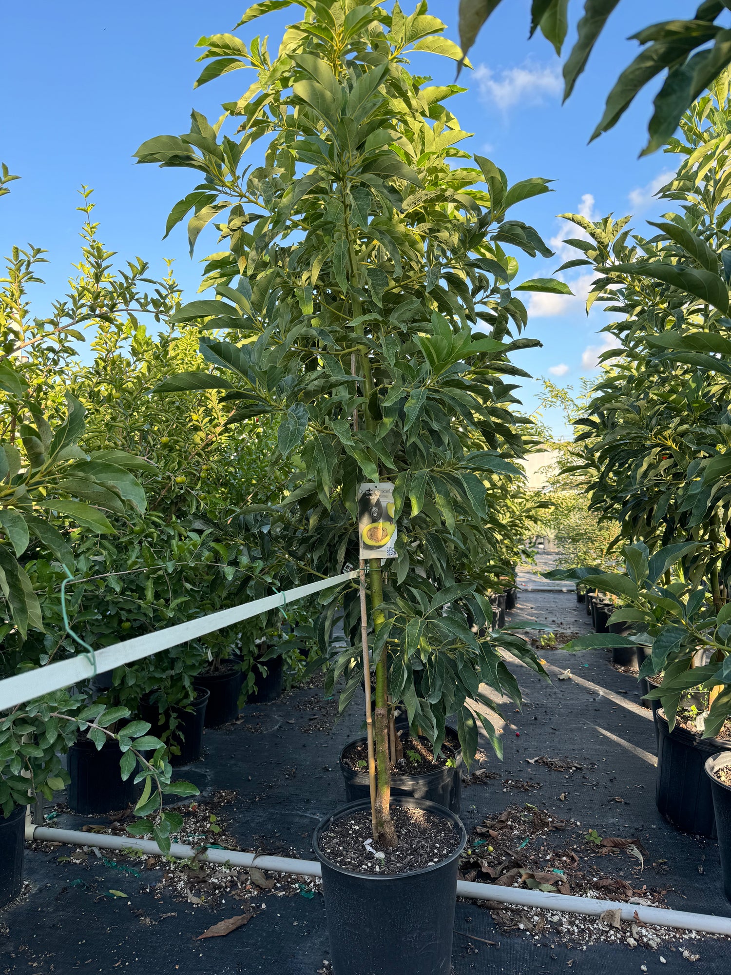 Brogdon Avocado Fruit Tree Cold Hardy, Persea Americana