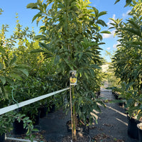 Brogdon Avocado Fruit Tree Cold Hardy, Persea Americana