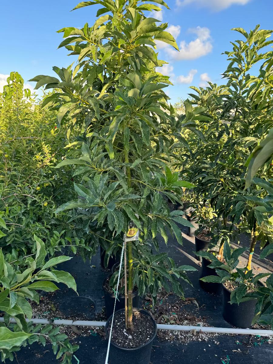 Persea americana fruit trees in a nursery