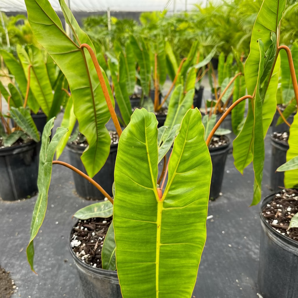 front view of Philodendron billietiae