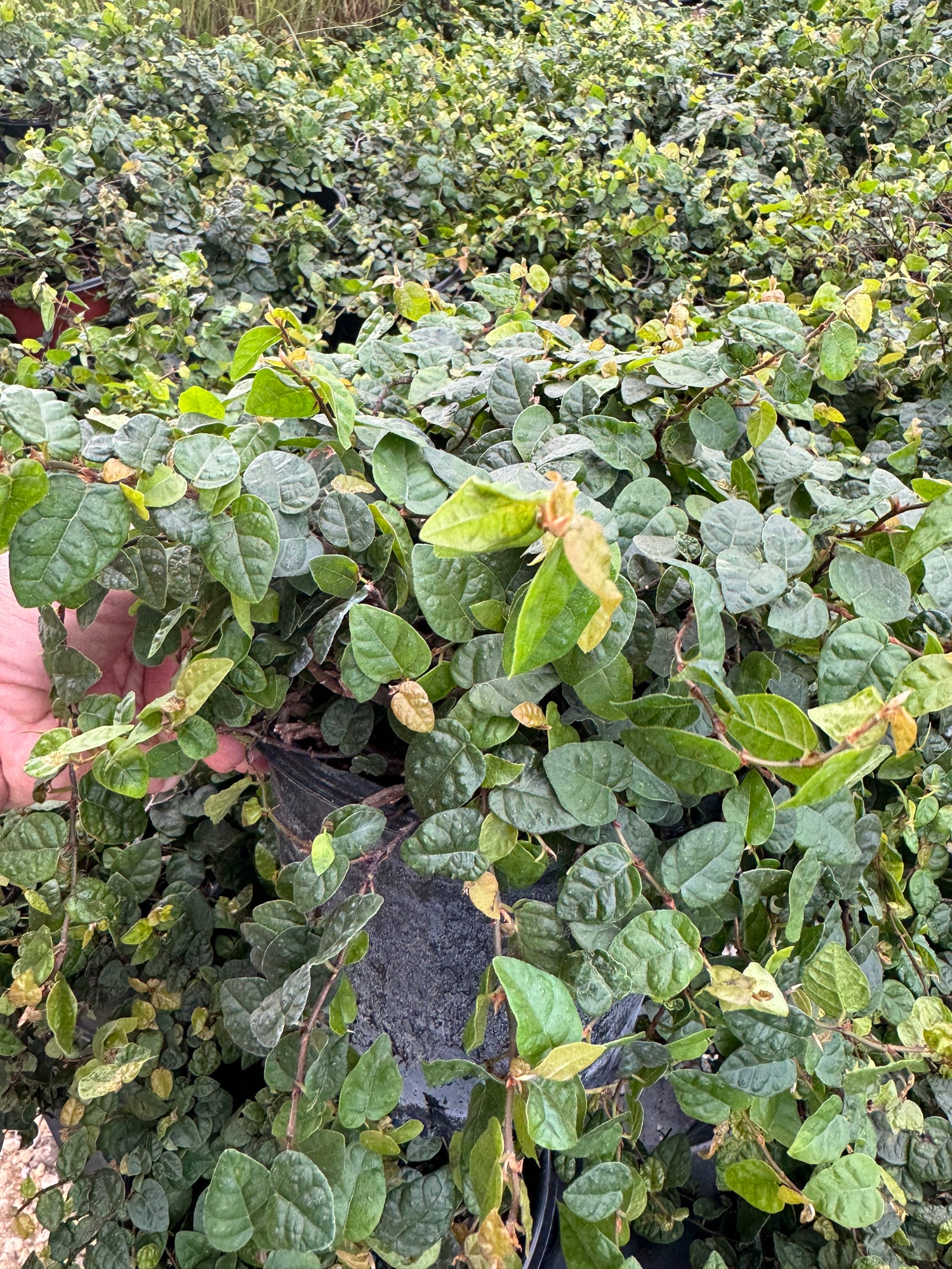 leaves of Ficus Pumila, Creeping Fig Ivy
