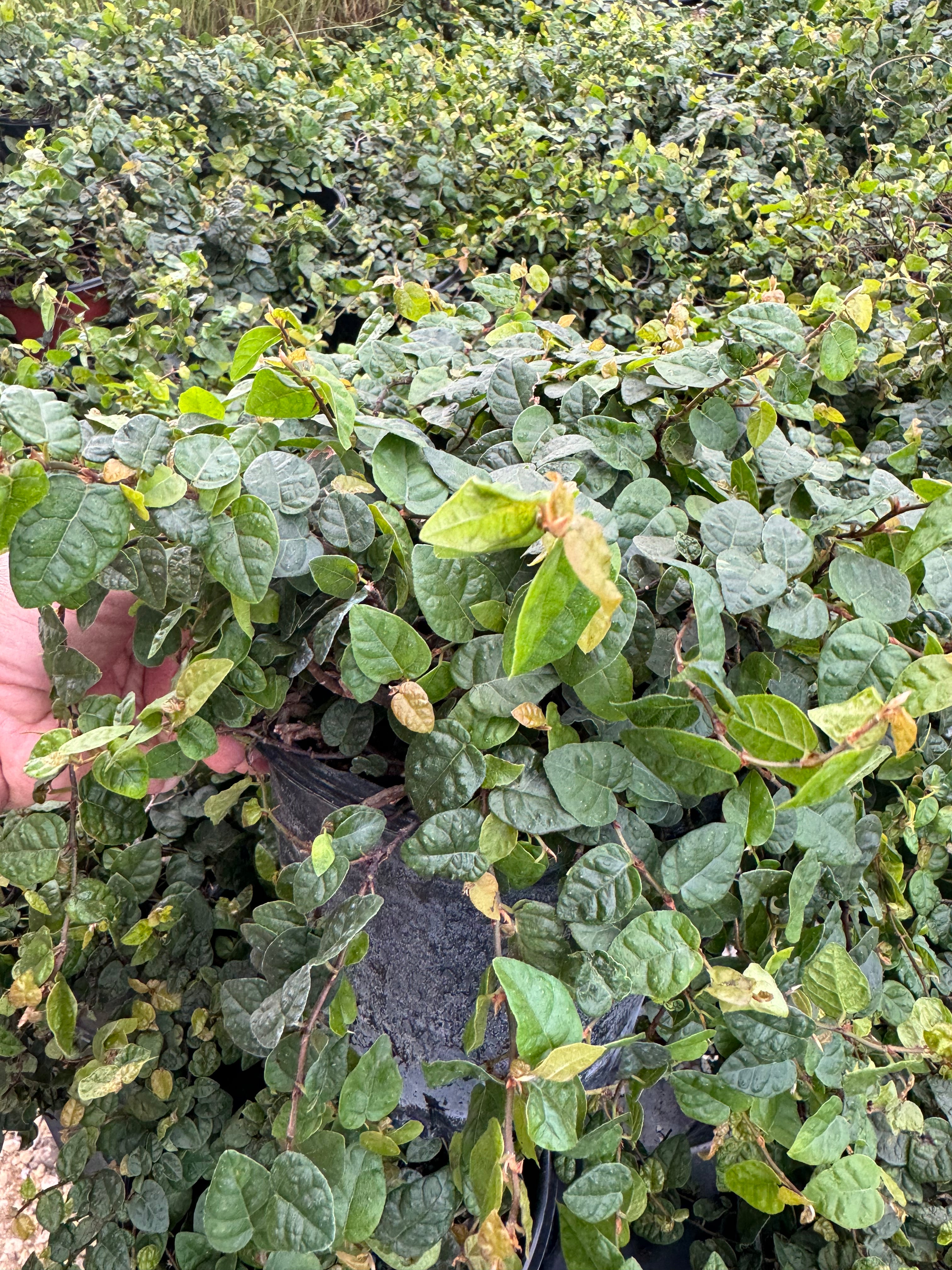 leaves of Ficus Pumila, Creeping Fig Ivy
