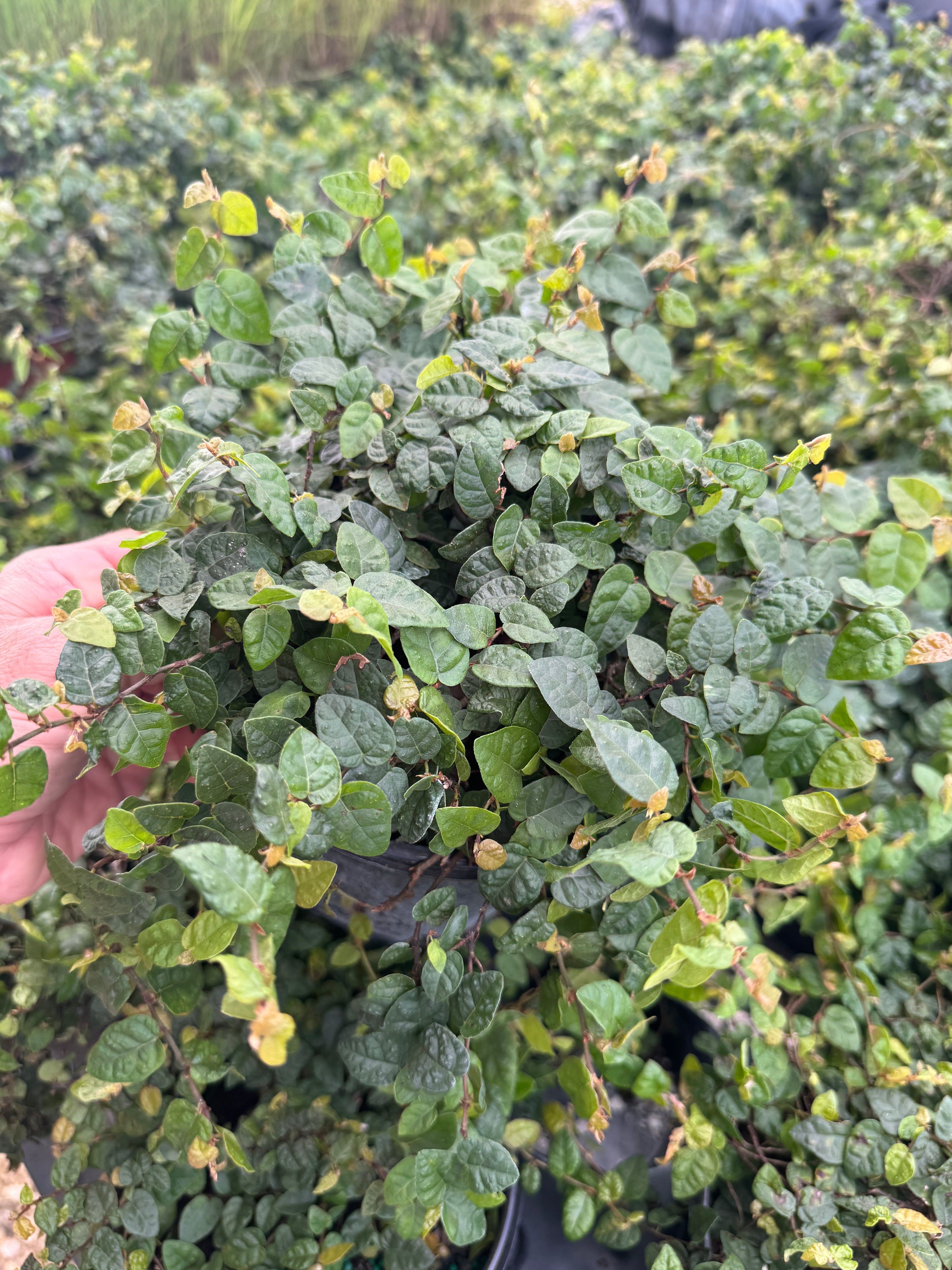 upper view of Ficus Pumila, Creeping Fig Ivy