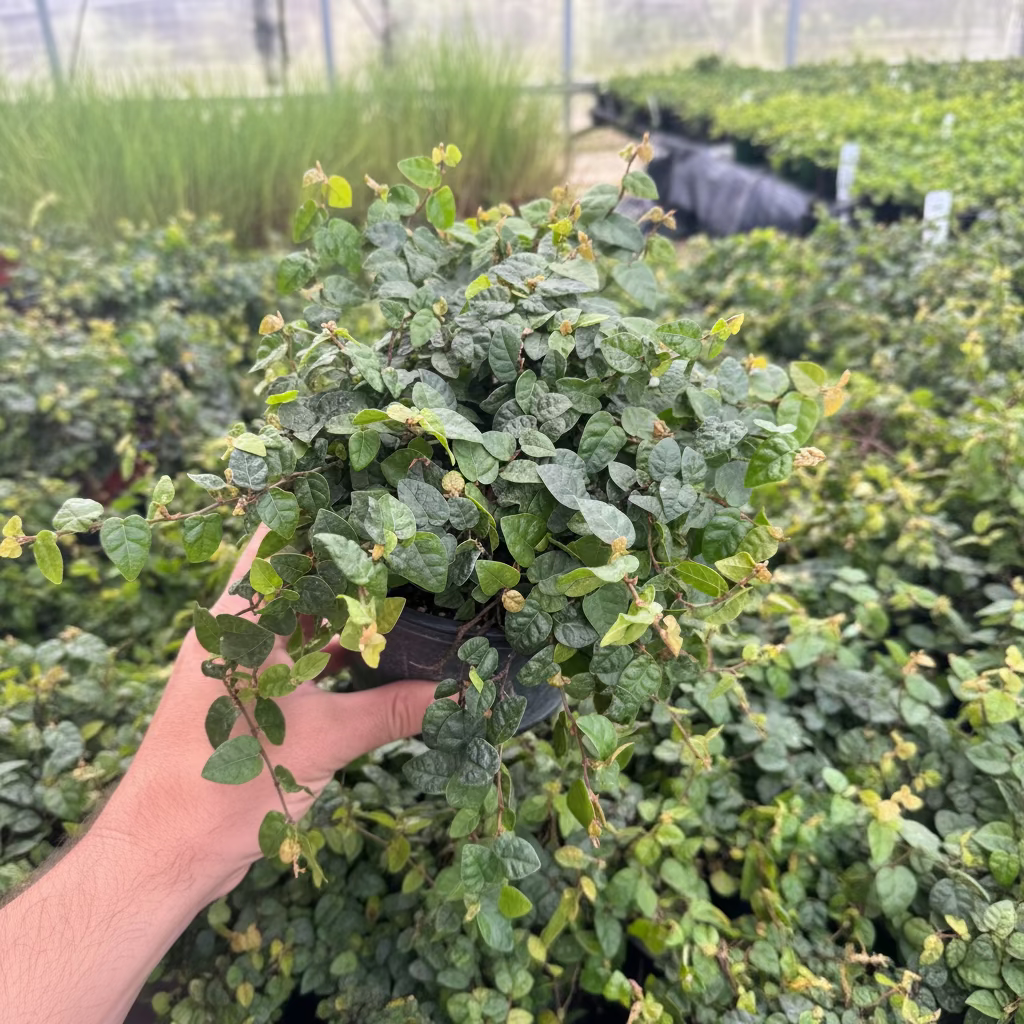 upper view of Ficus Pumila, Creeping Fig Ivy