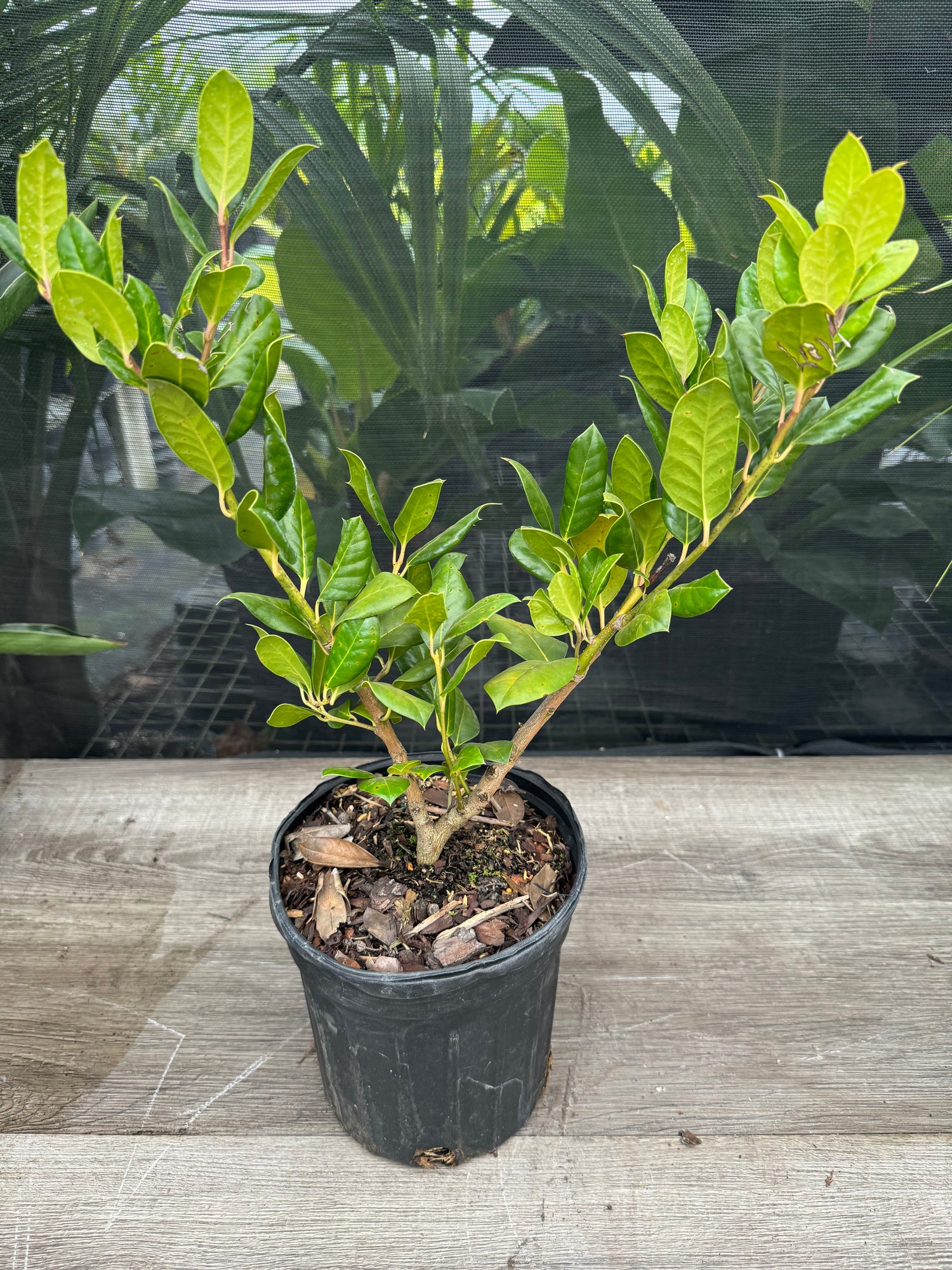 Ilex Nellie Stevens Holly