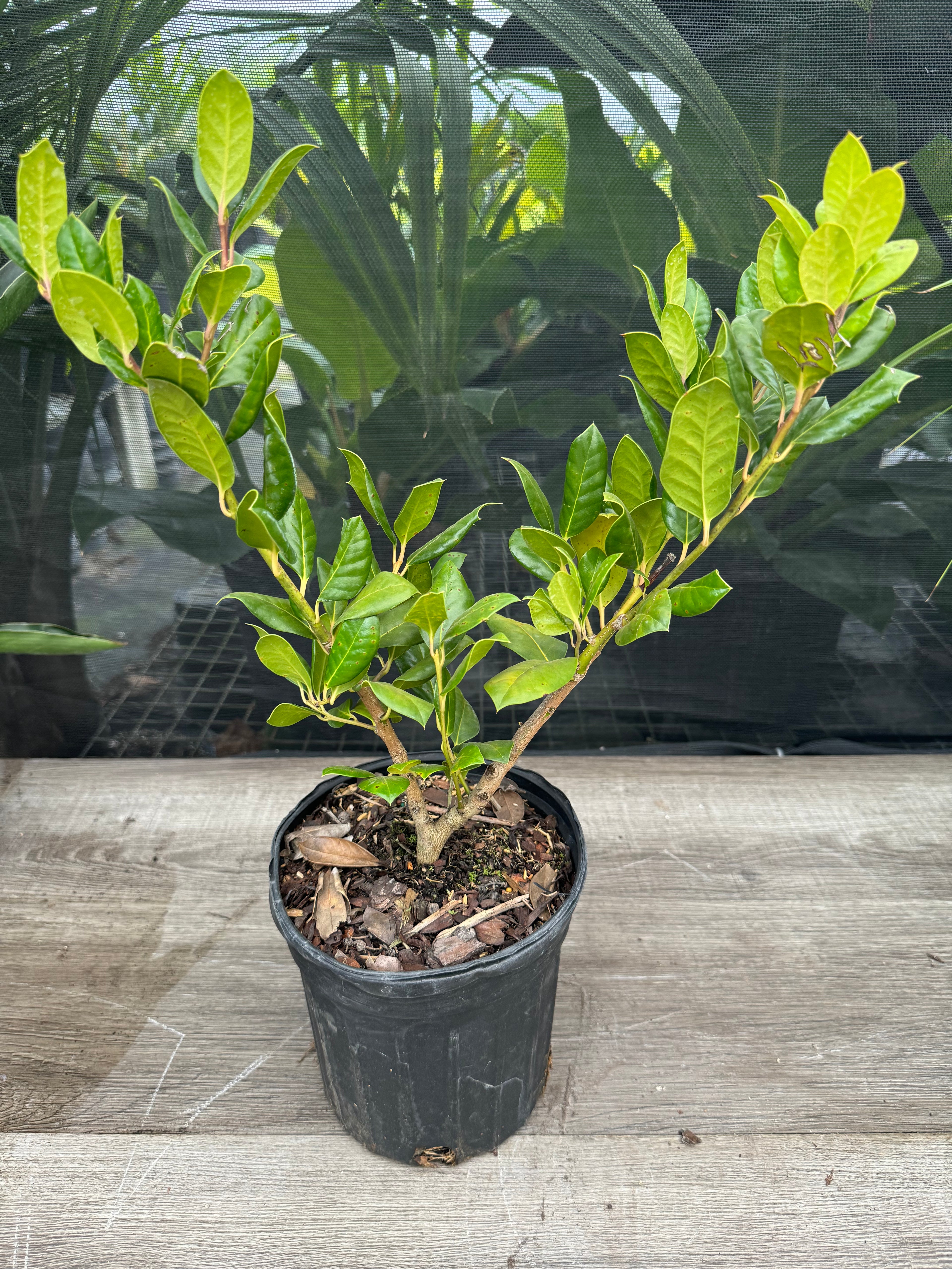 Ilex Nellie Stevens Holly