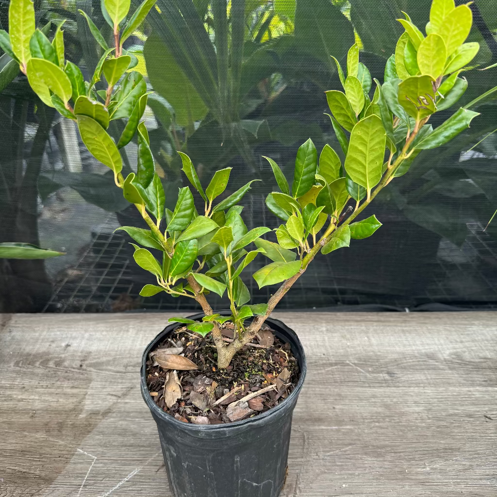 Ilex Nellie Stevens Holly Shrub Nursery container 2gal