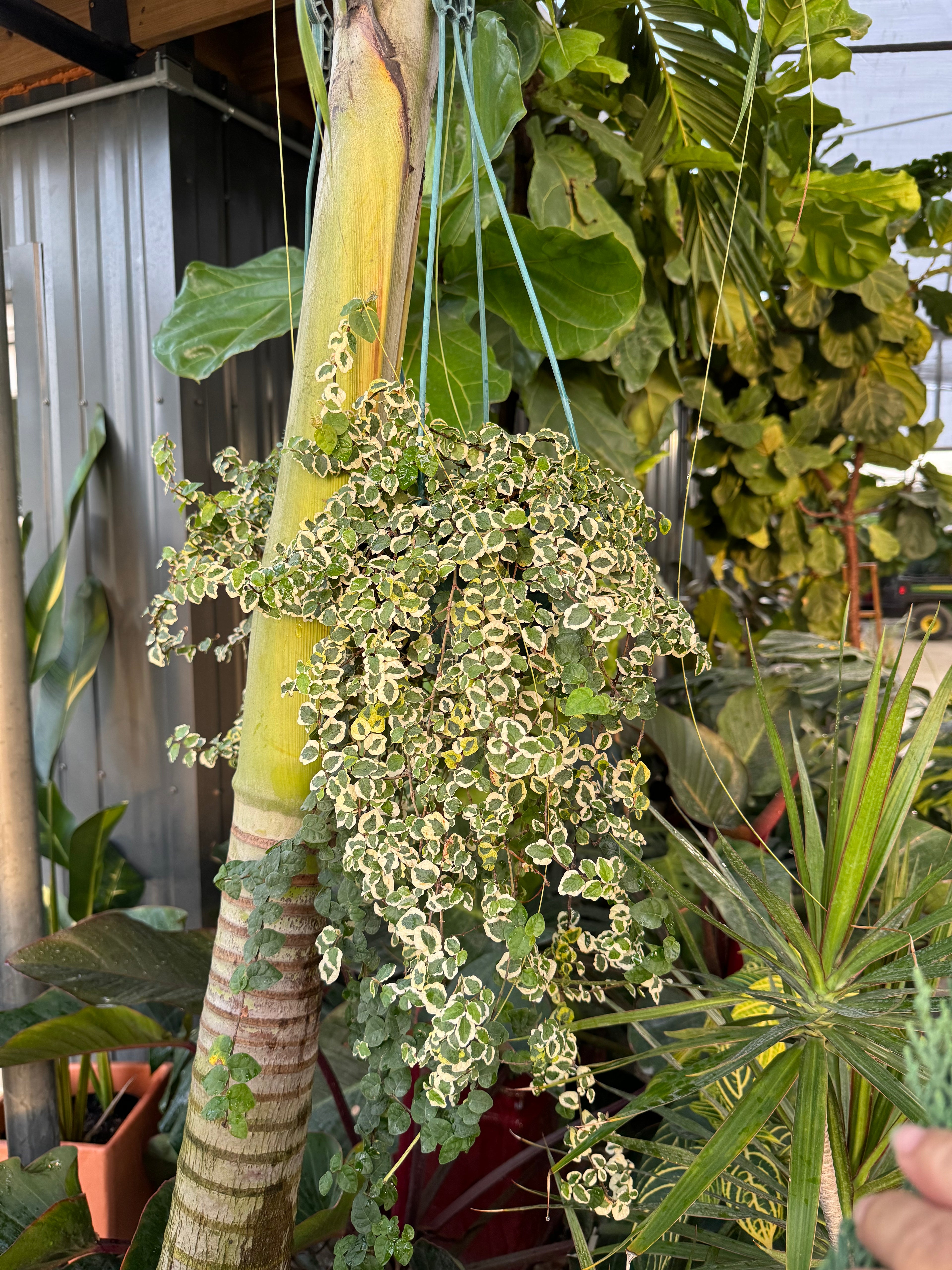 Ficus Pumila Variegated, Hanging Basket close view