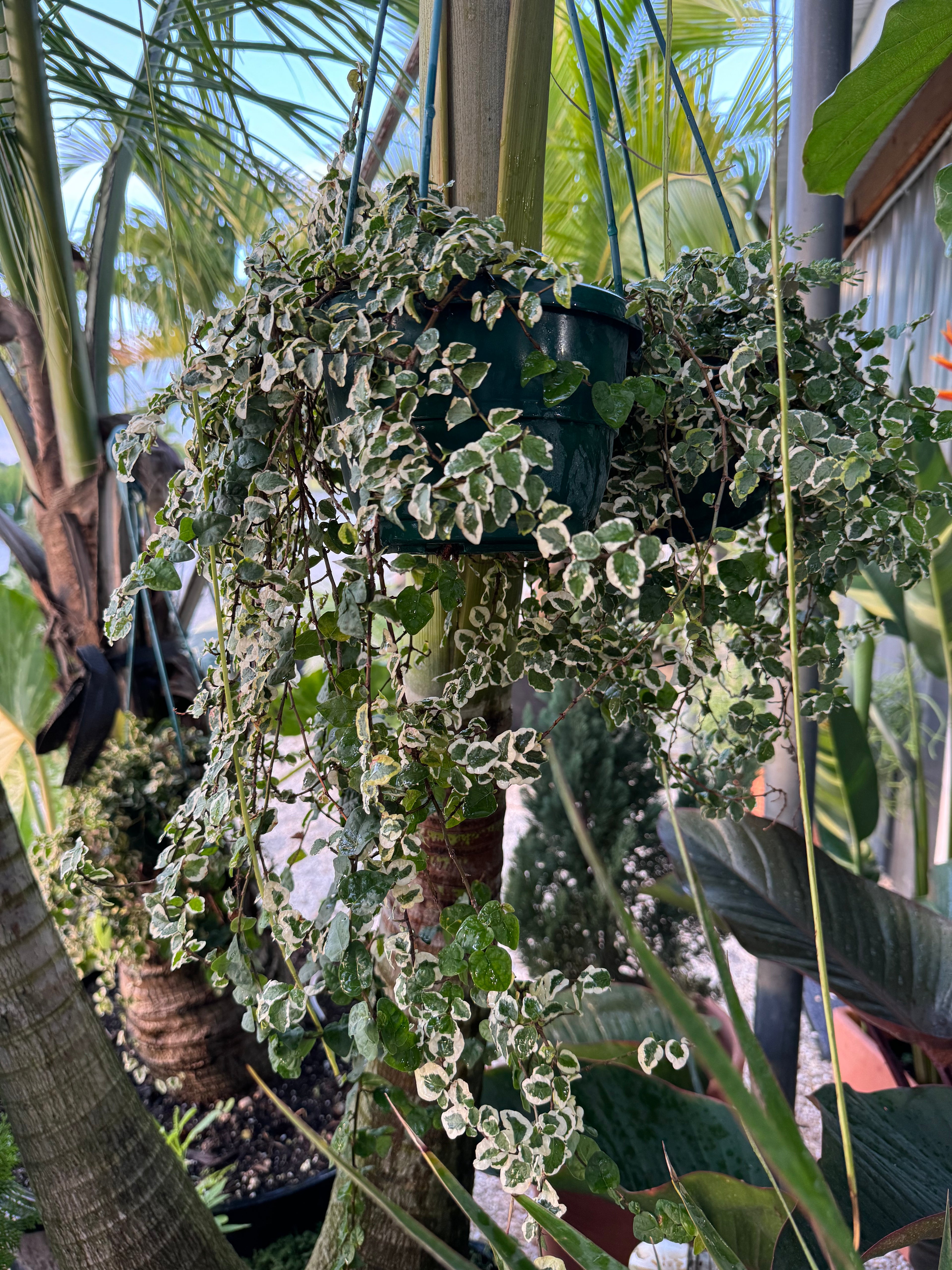 Ficus Pumila Variegated, Hanging Basket