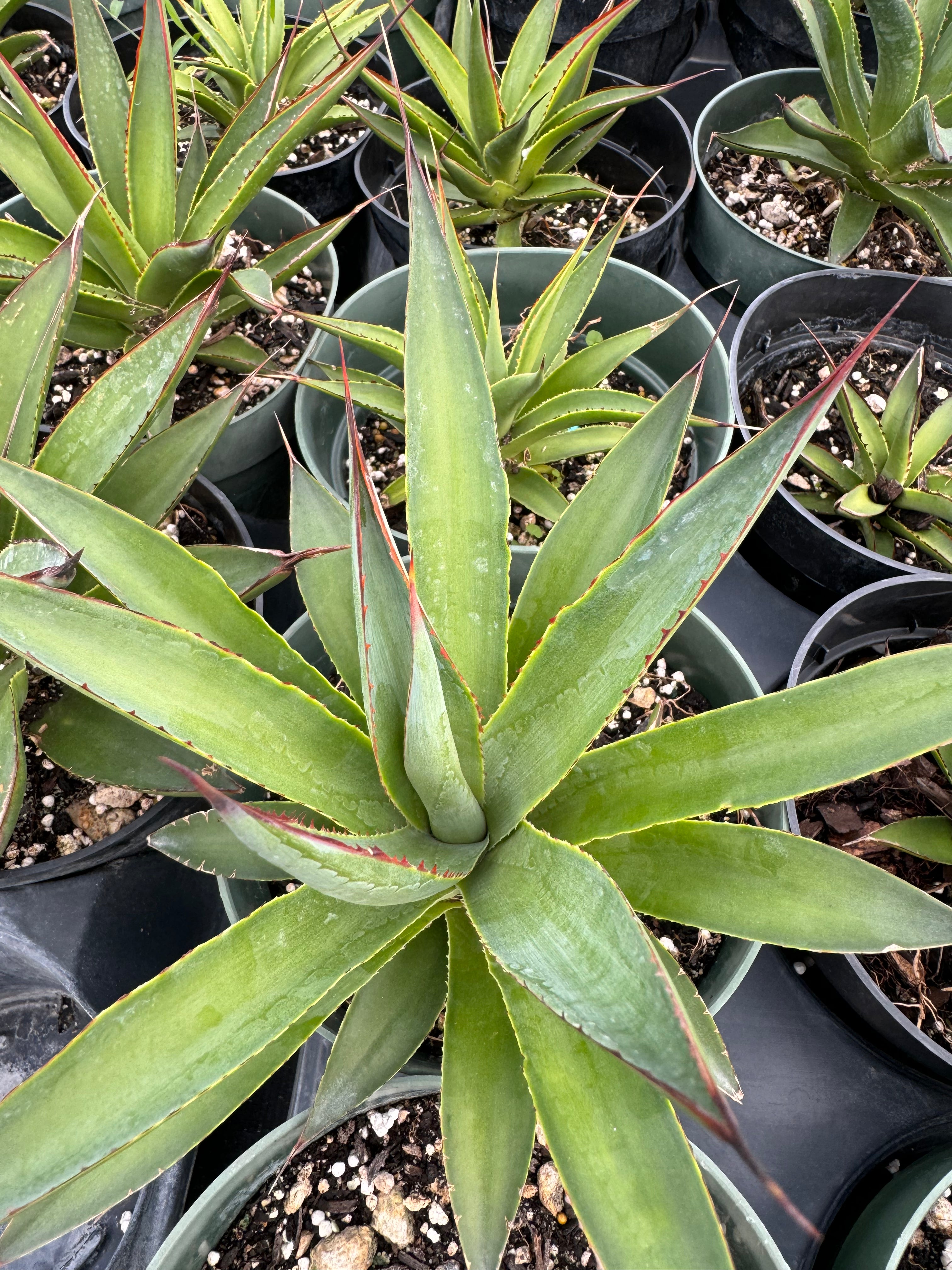 Agave Blue Glow
