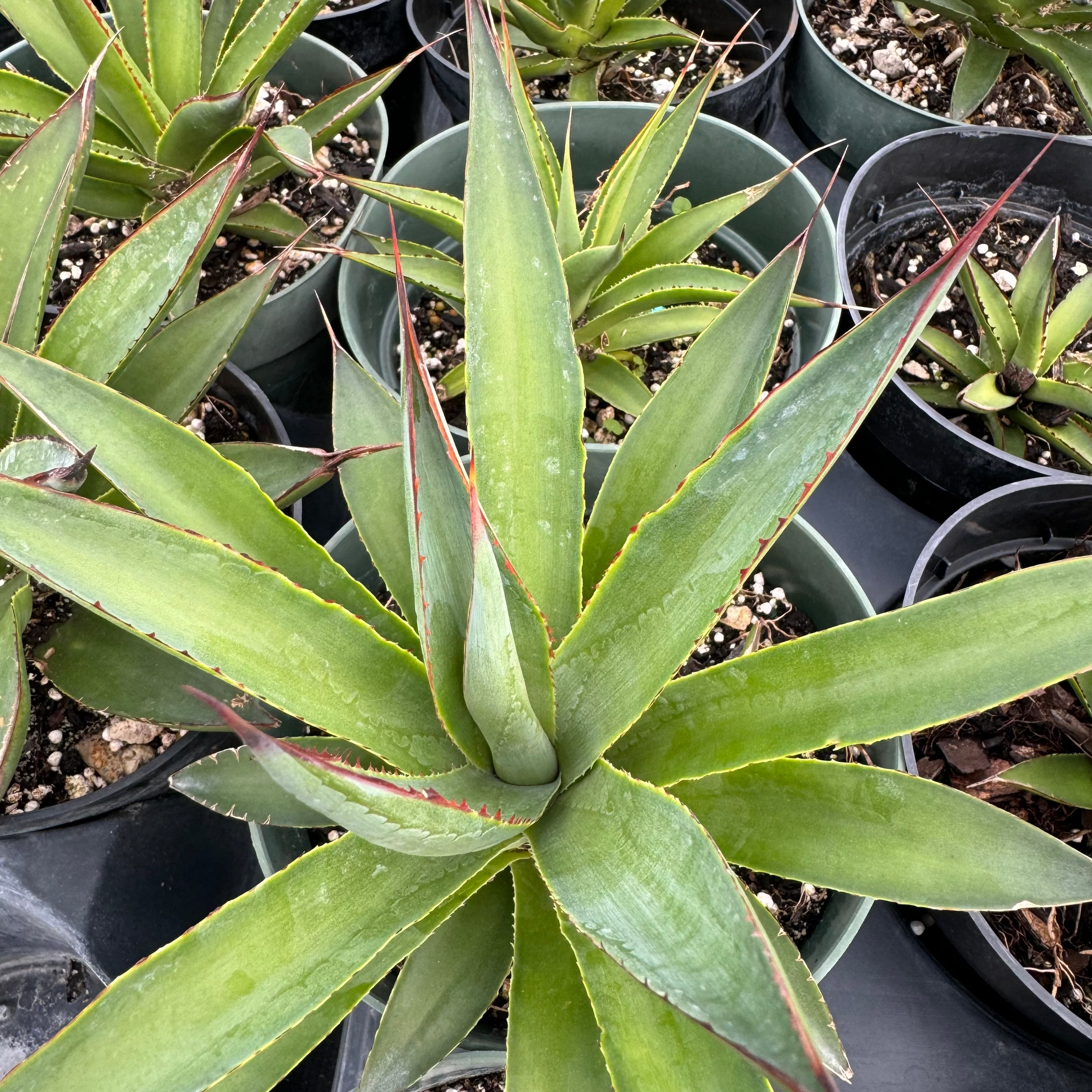 Agave Blue Glow Planted in a 1gal Nursery Pot