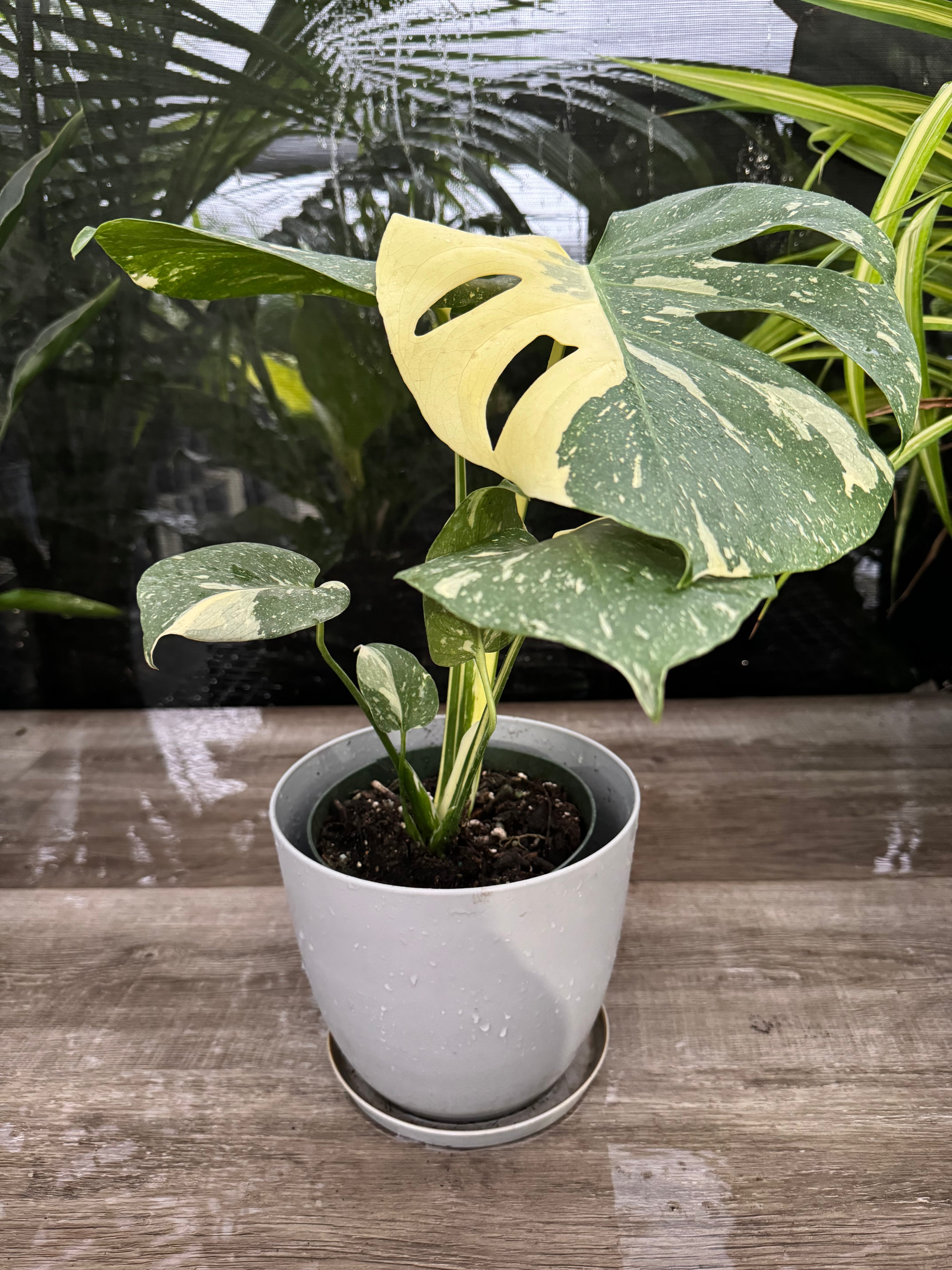 front view of Monstera Thai Constellation Variegated in a white pot