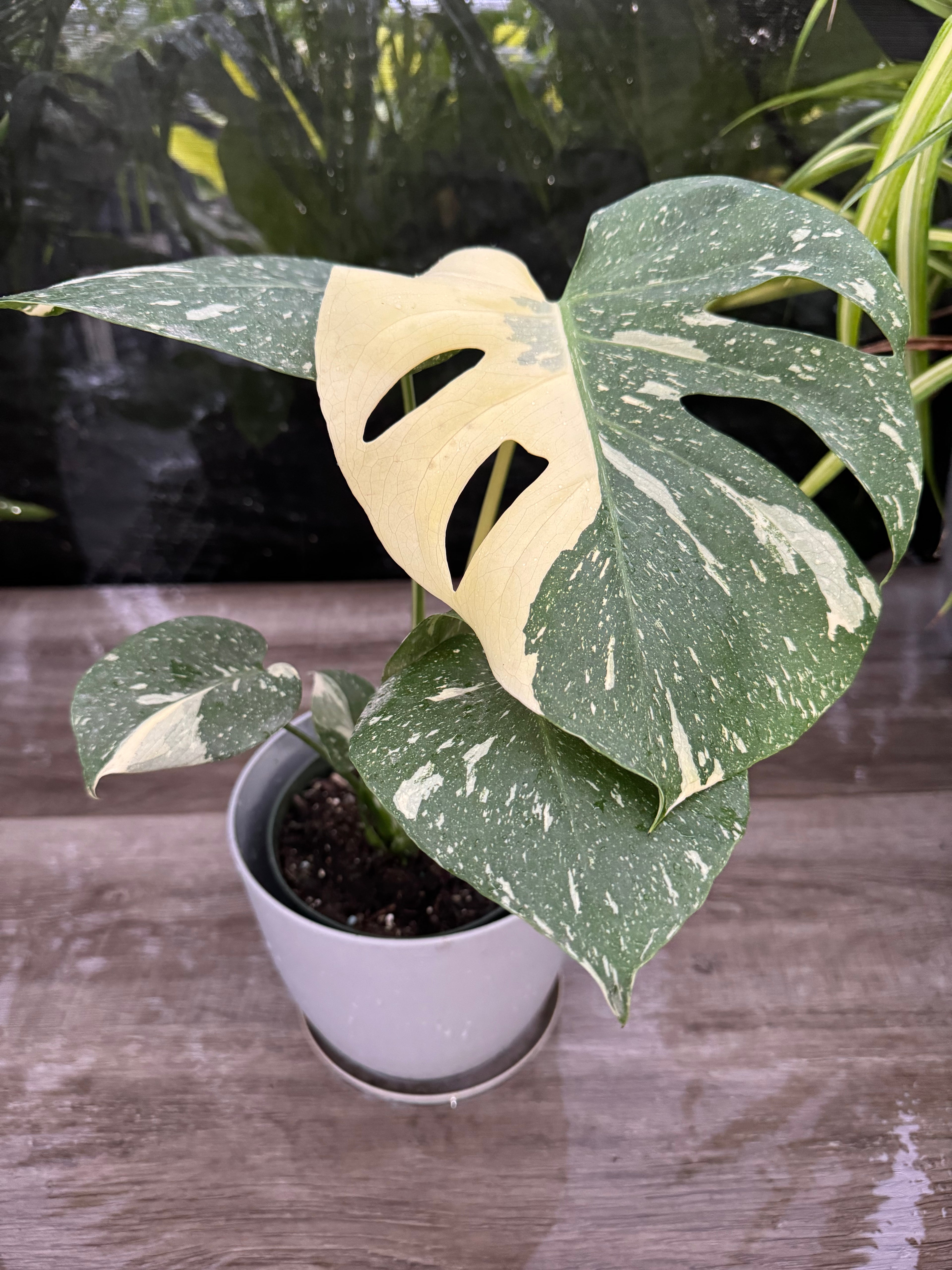 upper view of Monstera Thai Constellation Variegated