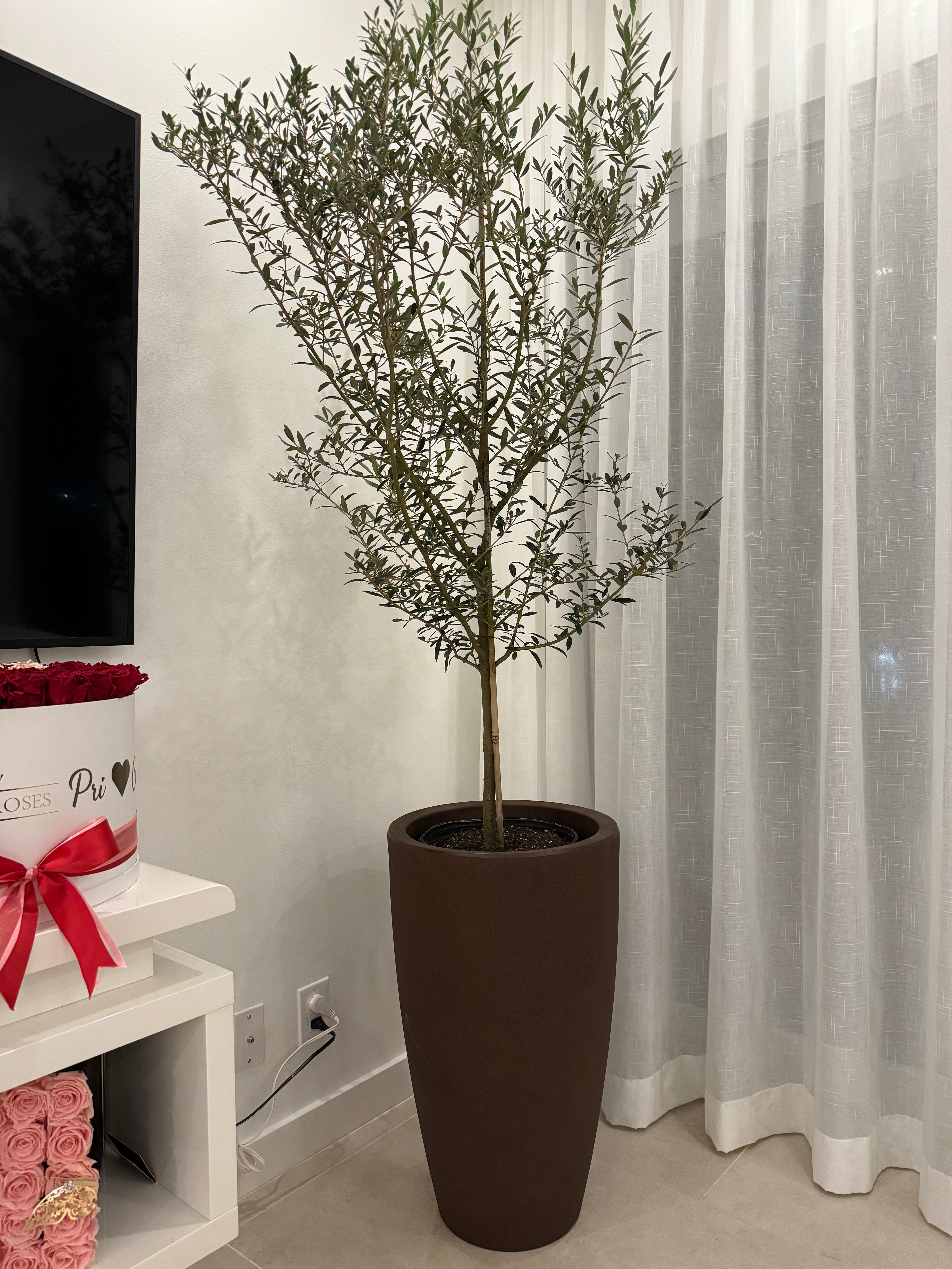 Olive Tree in Modern Deco Planter