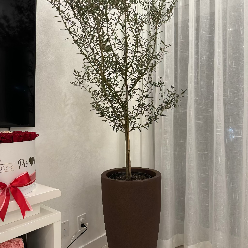 Olive Tree in Modern Deco Planter Potted plant in a room
