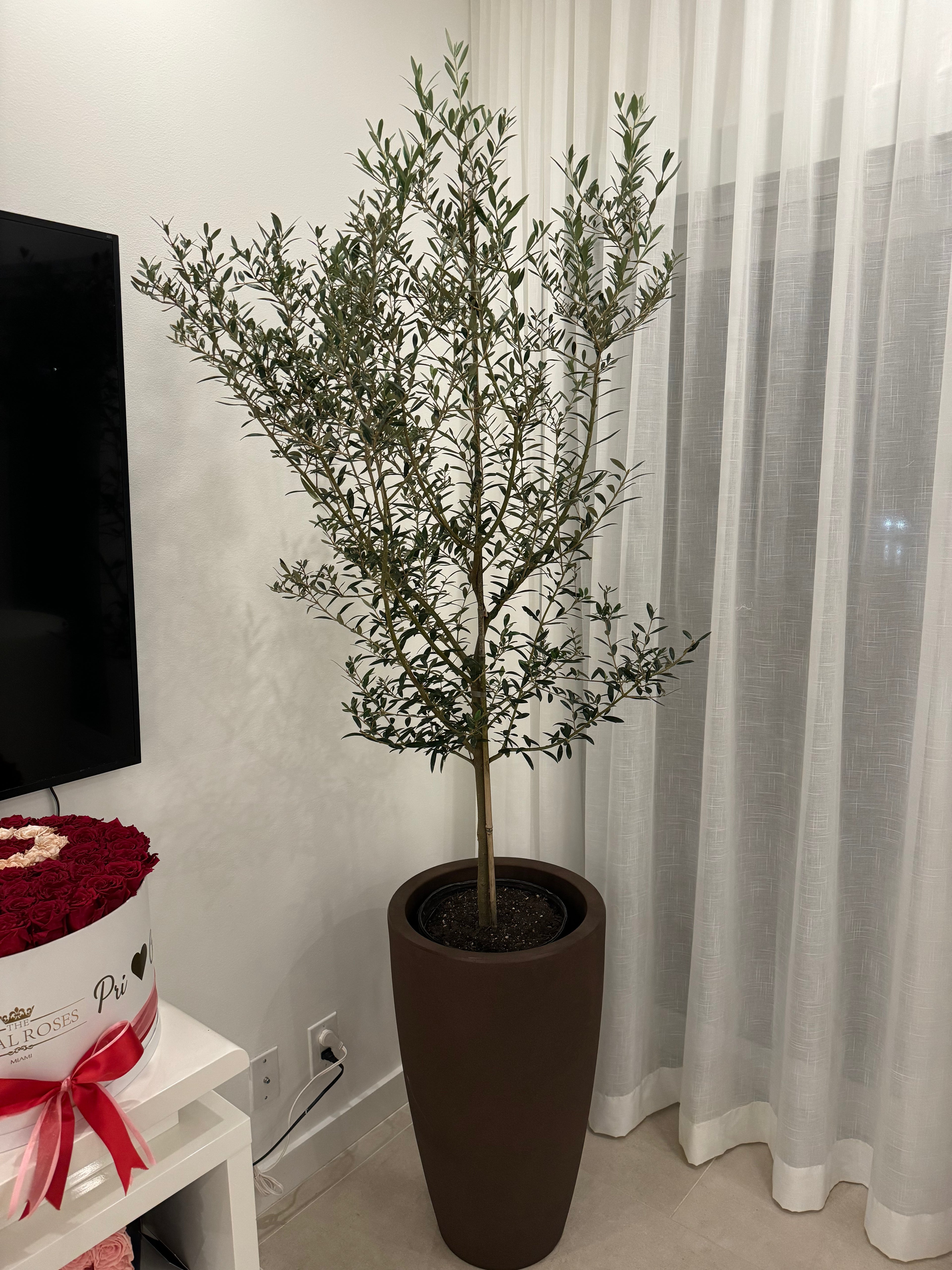 Olive Tree in Modern Deco Planter
