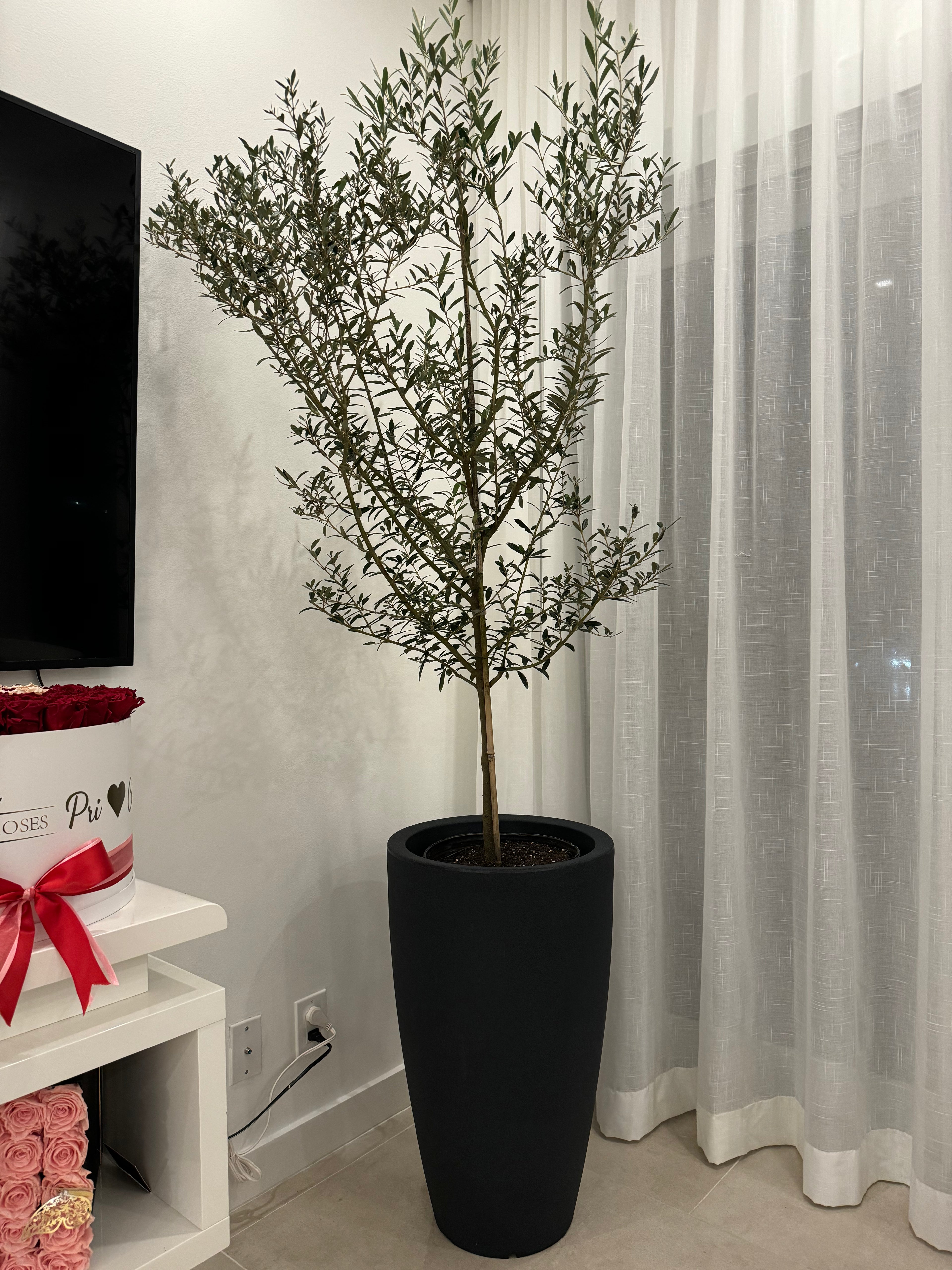 Olive Tree in Modern Deco Planter