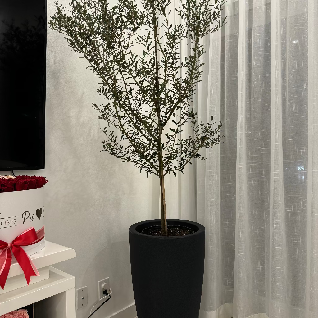 Olive Tree in Modern Deco Planter Potted plant in a room