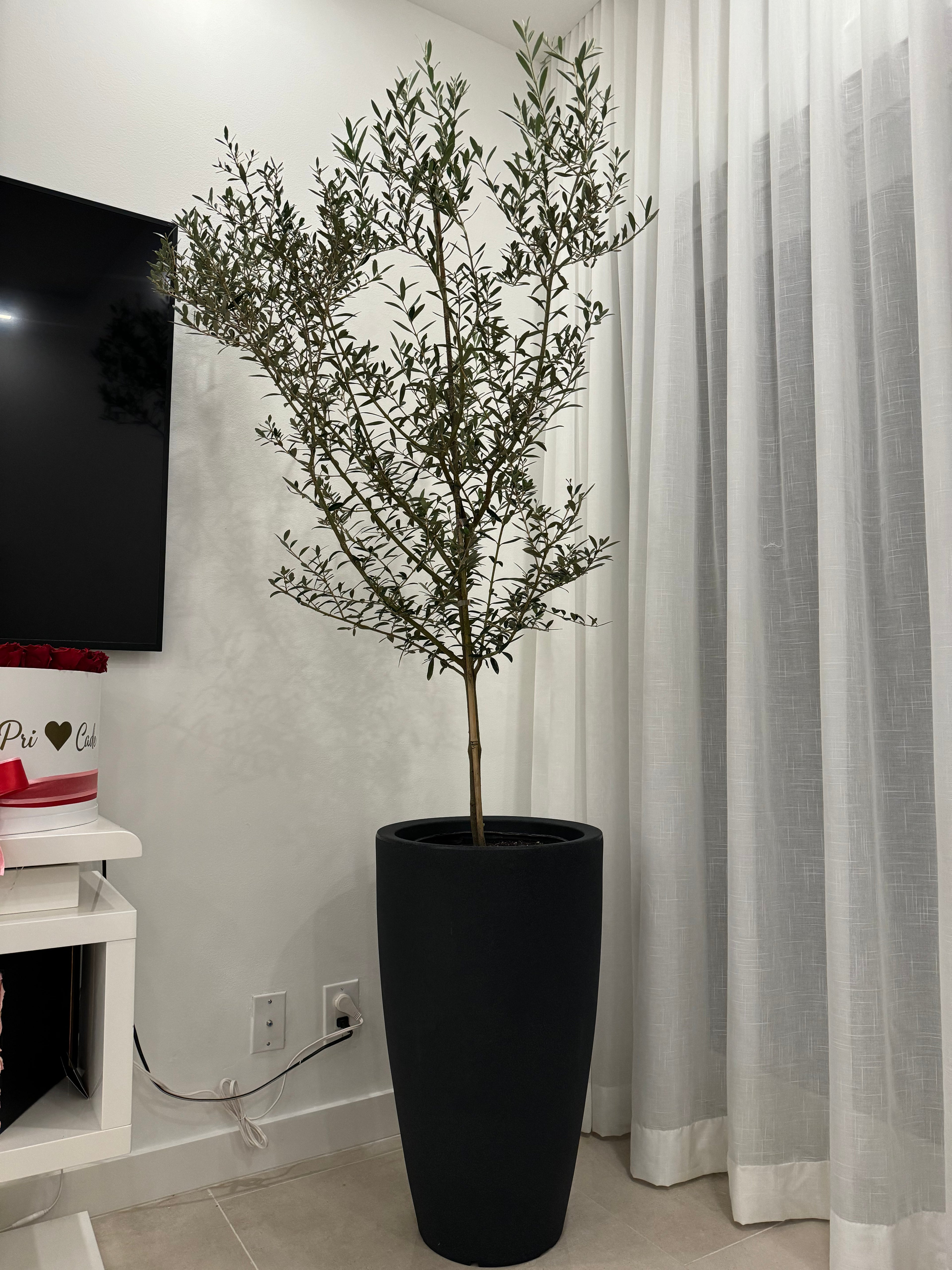 Olive Tree in Modern Deco Planter
