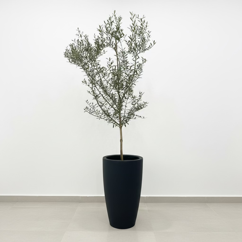 Olive Tree in Modern Deco Planter Potted plant in a room