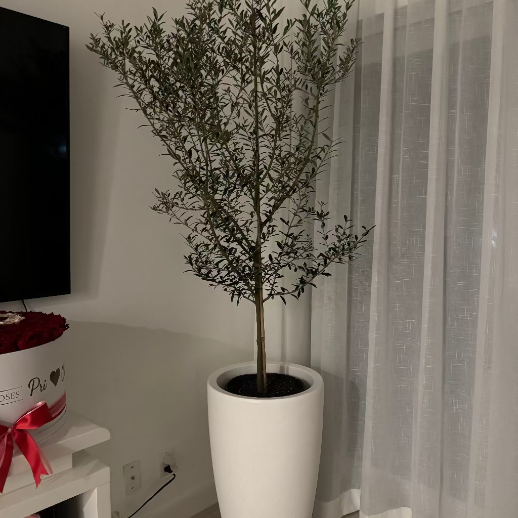 Olive Tree in Modern Deco Planter Potted plant in a room