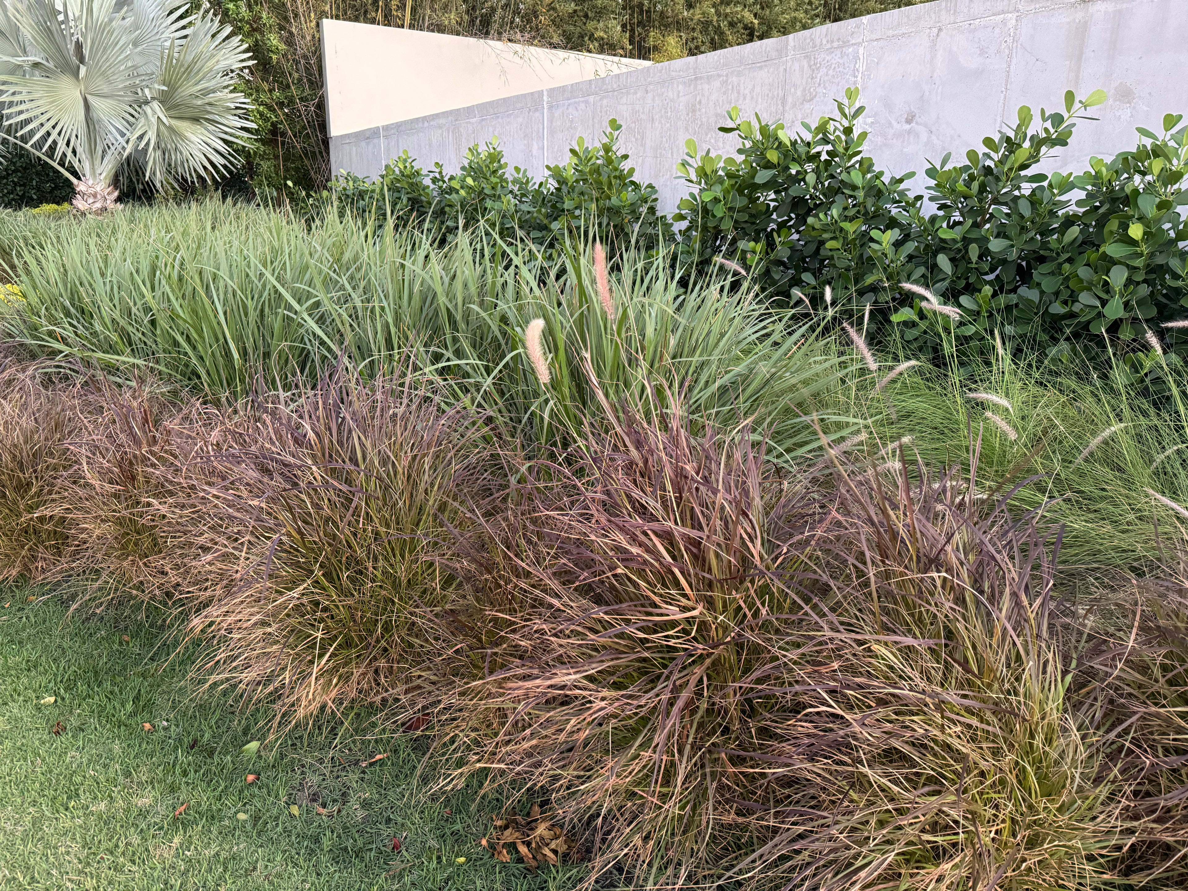 Dwarf Fakahatchee Ornamental Grass