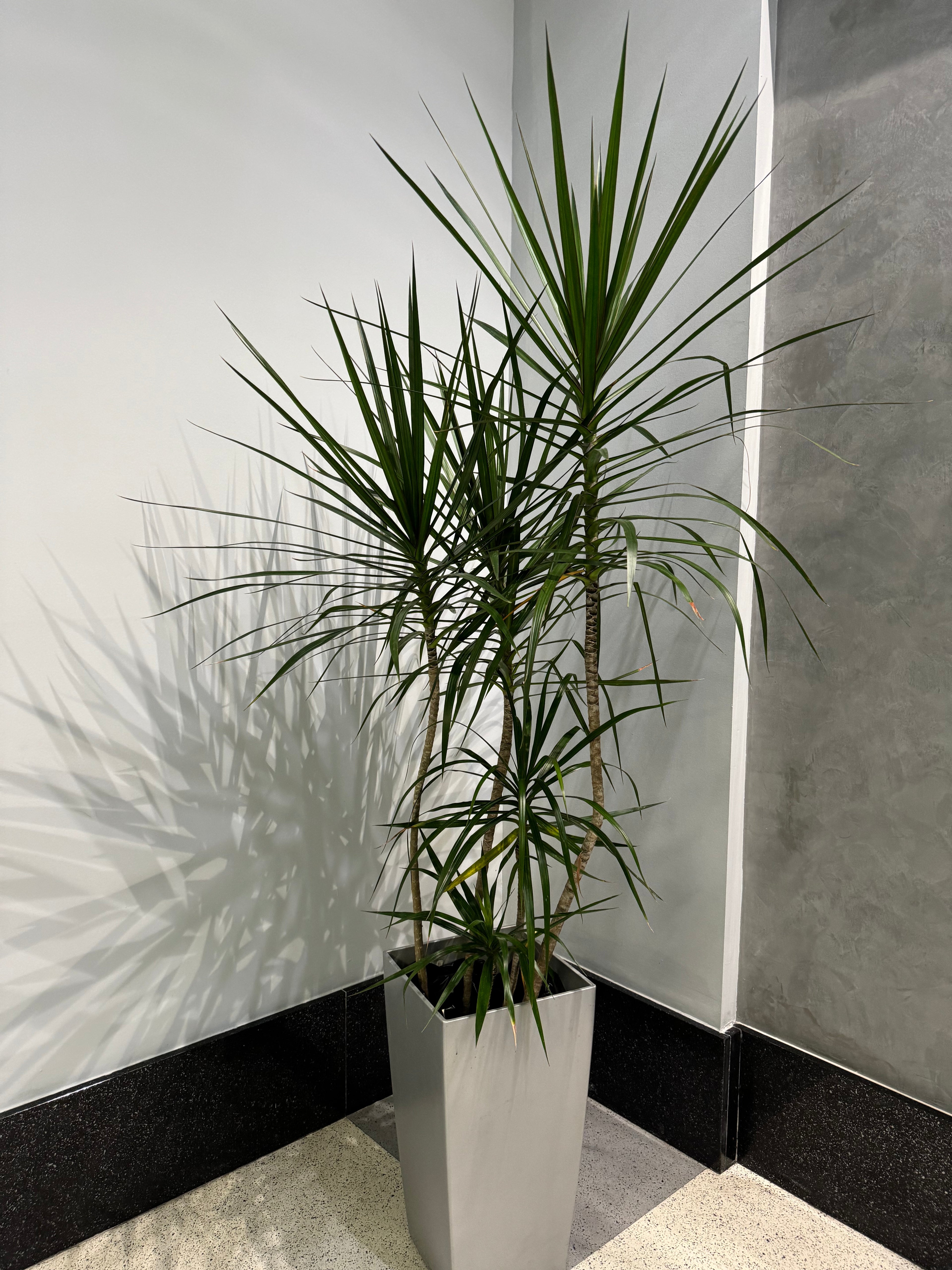 Dracaena Dragon Tree, Magenta Tree Form