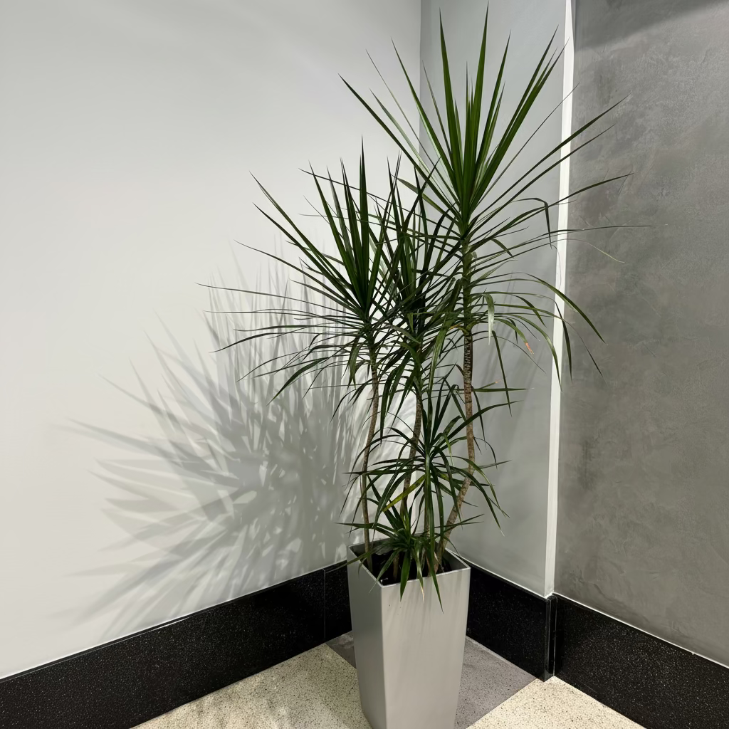 Full Grown Dracaena Dragon Tree Green Bush in a 7-gallon decorative pot for indoor use to amplify a modern living space or entryway.
