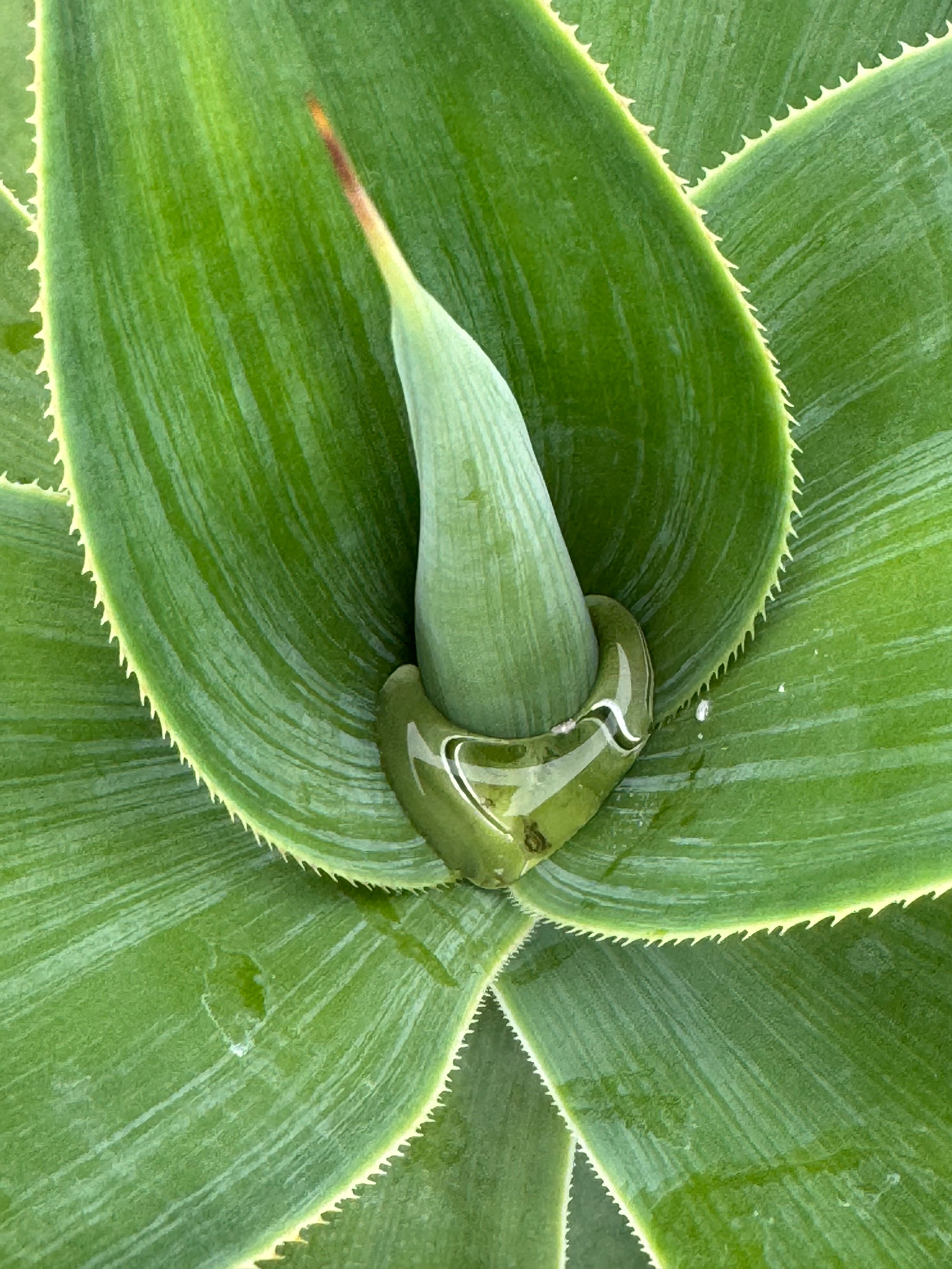 Agave Blue Fantastic, Agave Attenuata