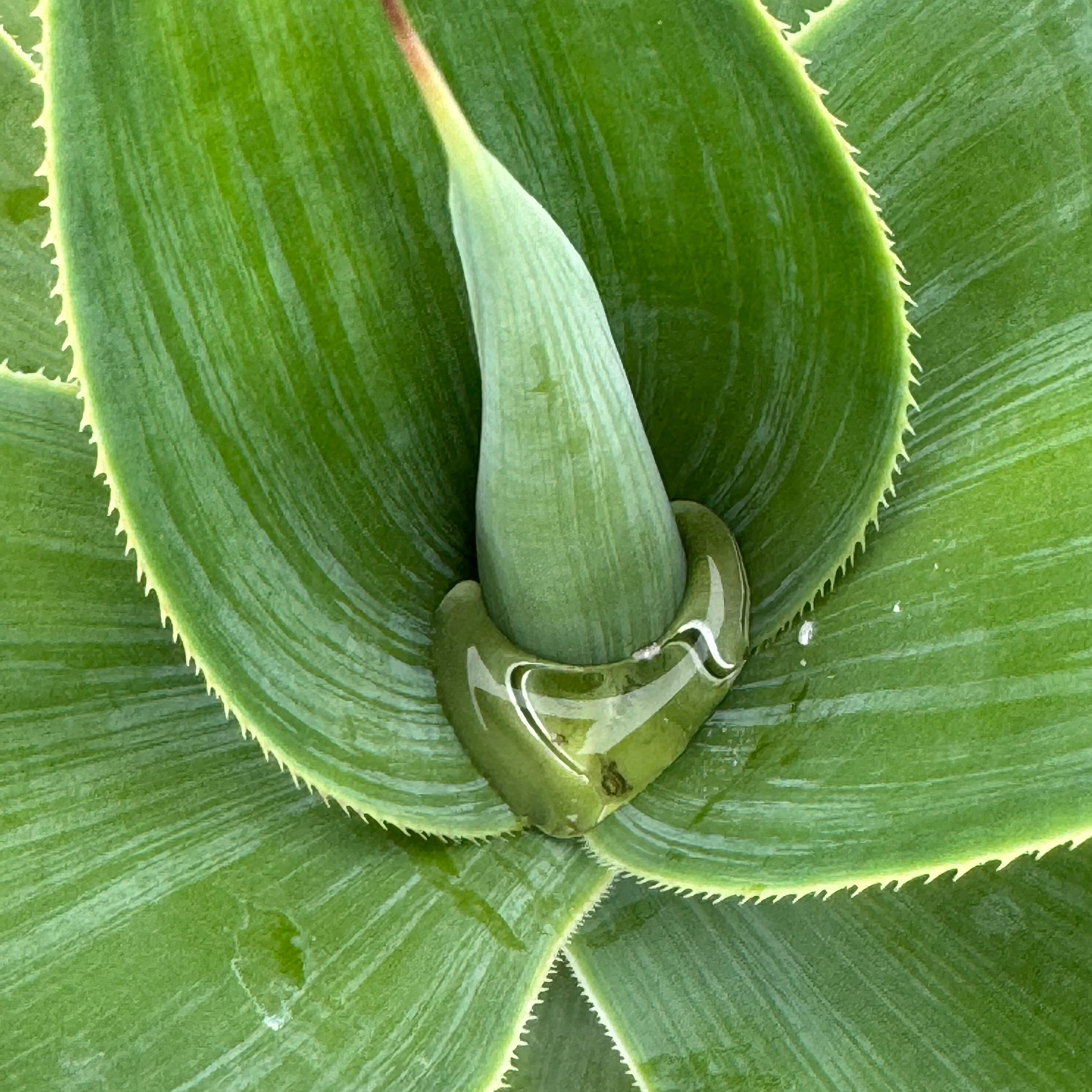 Agave Blue Fantastic, Agave Attenuata, close up view Leaf