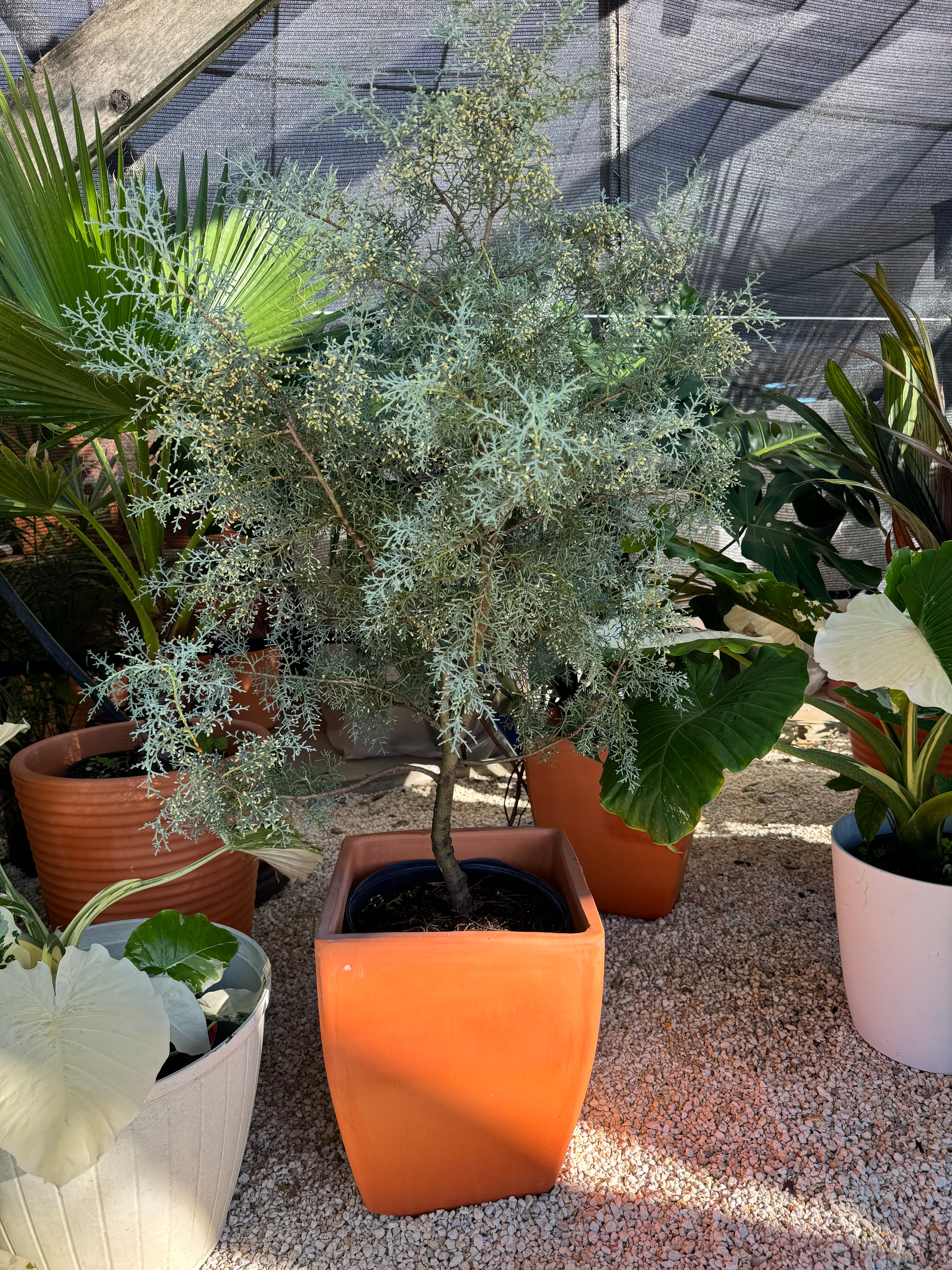 Carolina Sapphire Tree Form Arizona Cypress in a orange pot