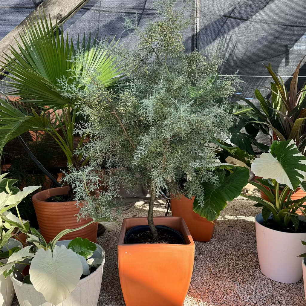 Carolina Sapphire Tree Form Arizona Cypress in a orange pot