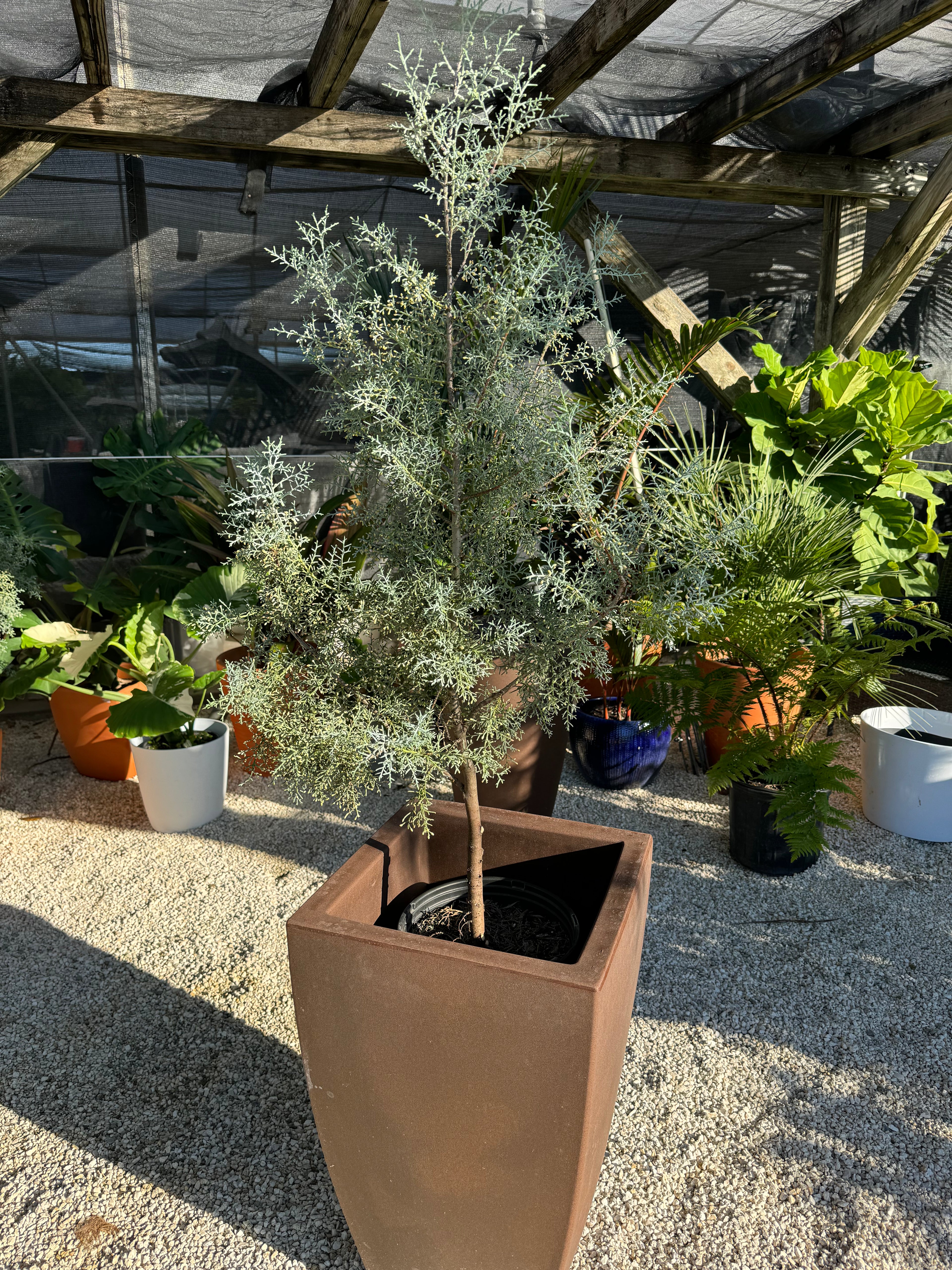 upper view of Carolina Sapphire Tree Form Arizona Cypress in a brown pot